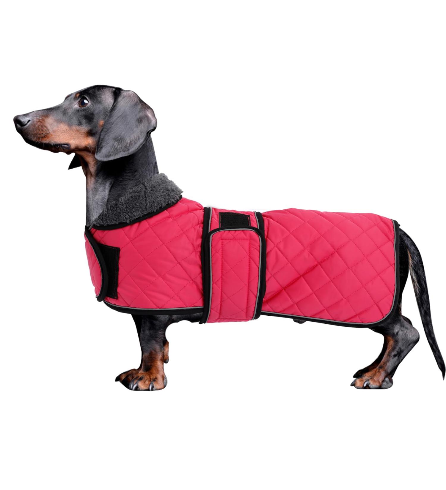Minezi Dachshund Winter Jacket - Waterproof Dog Coat with Wool Lining Adjustable Straps - Pink XL (55-58cm) - Ideal Dog Clothing for Cold Weather - Buy Online on GoSupps.com