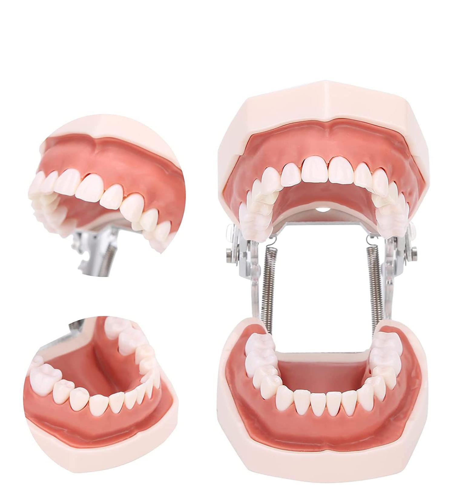 Typodontic Denture Model with Removable Teeth - Dental Anatomy Tool for Oral Practice & Preparation | 28 Tooth Simulation - Buy Online on GoSupps.com