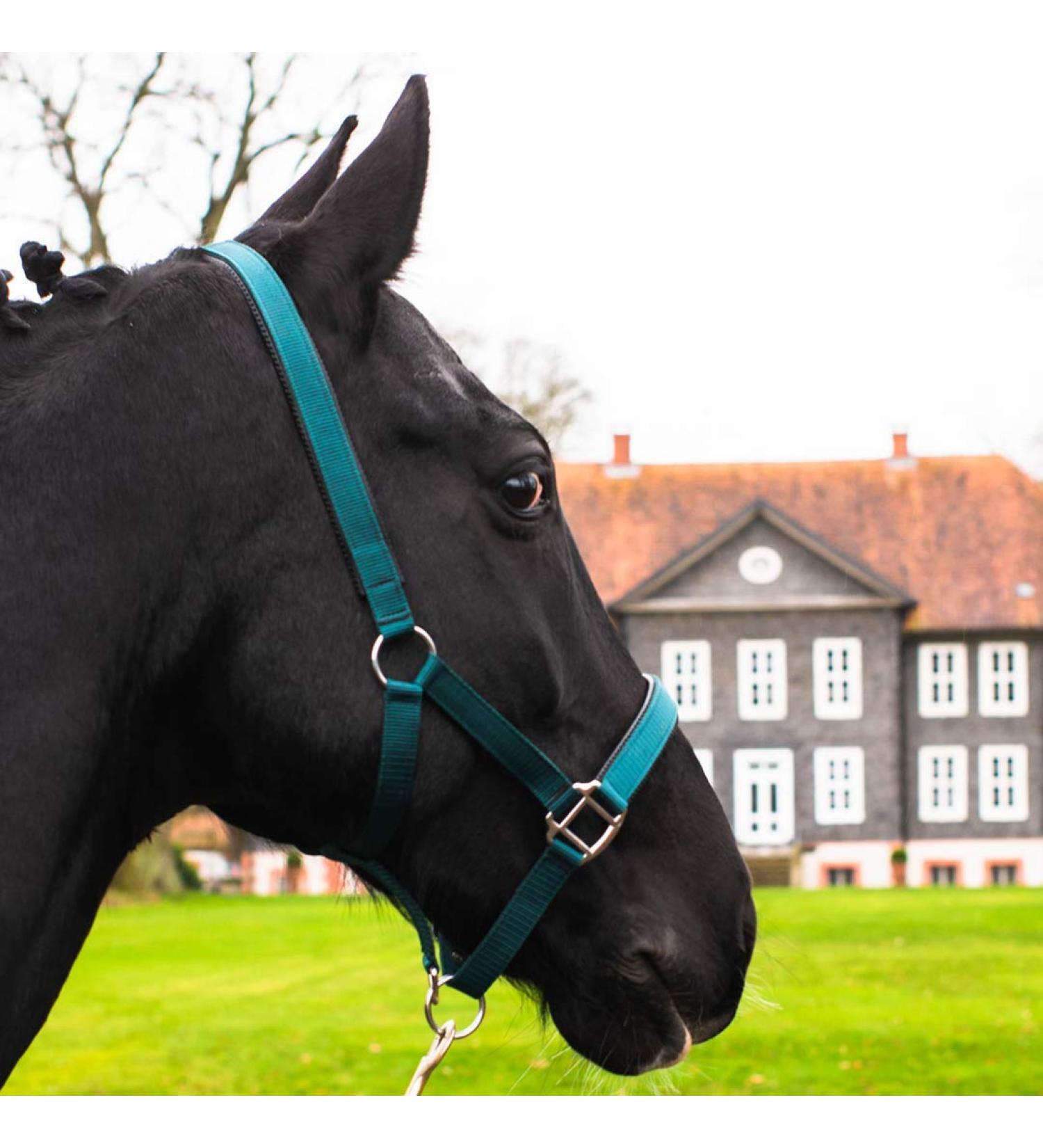 Buy Premium Horse Delinis Halter for Warmbloods Thoroughbreds & Ponies | 2-Fold Adjustable Tear-Resistant Safe Green Design - Ideal for Stable & Pasture Use - Buy Online on GoSupps.com