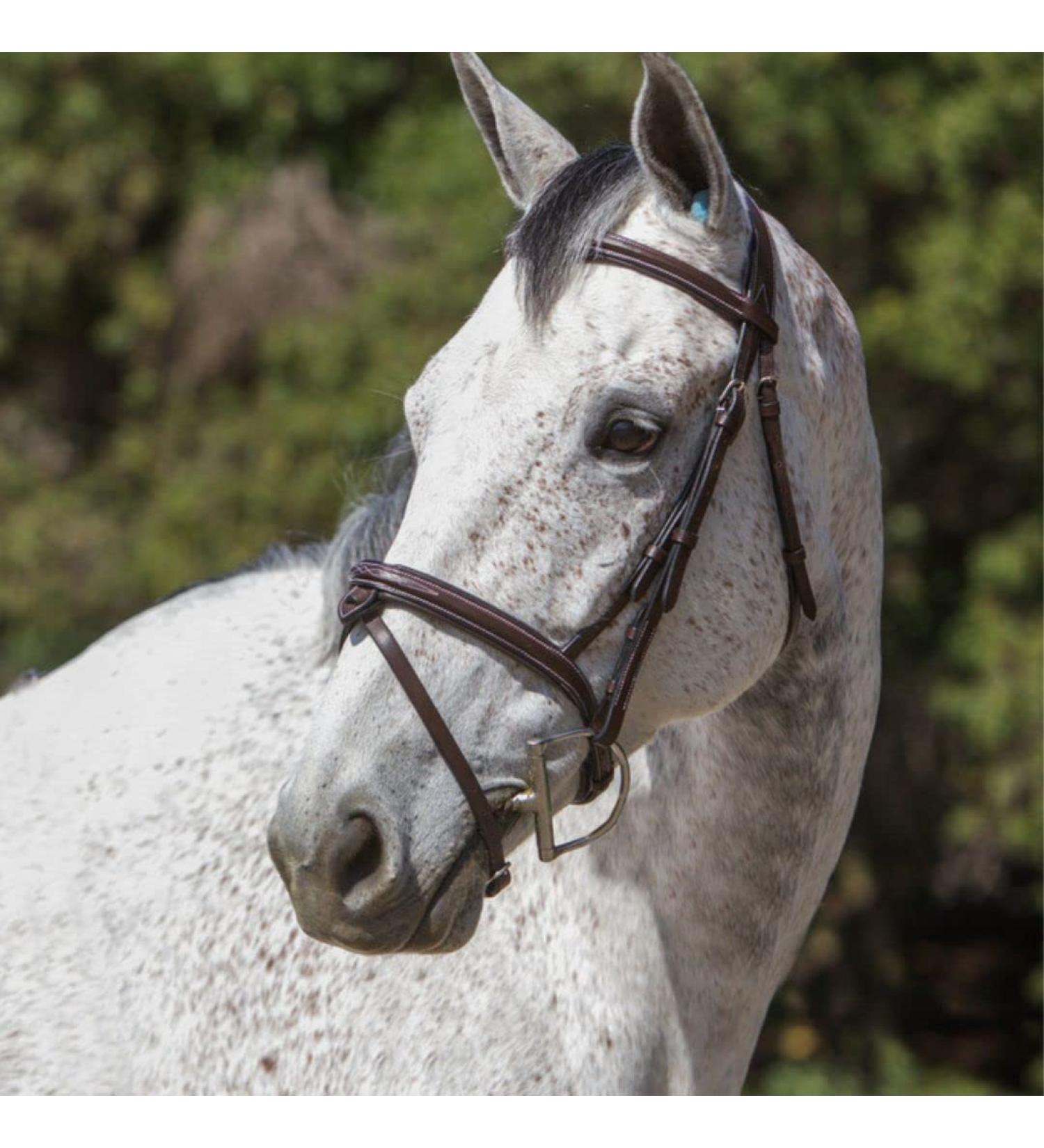 ExionPro Fancy Designer Stitched Square Raised Snaffle Noseband Horse Bridle with Detachable Flash - Full Havana - Buy Online on GoSupps.com