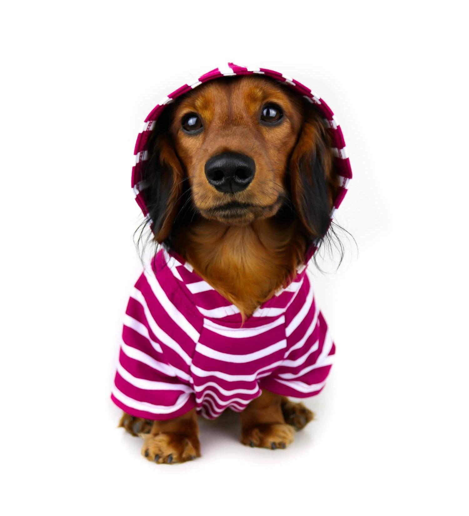 DJANGO Small Boysenberry Dog Hoodie & Soft Sweater with Leash Portal - Buy Online on GoSupps.com