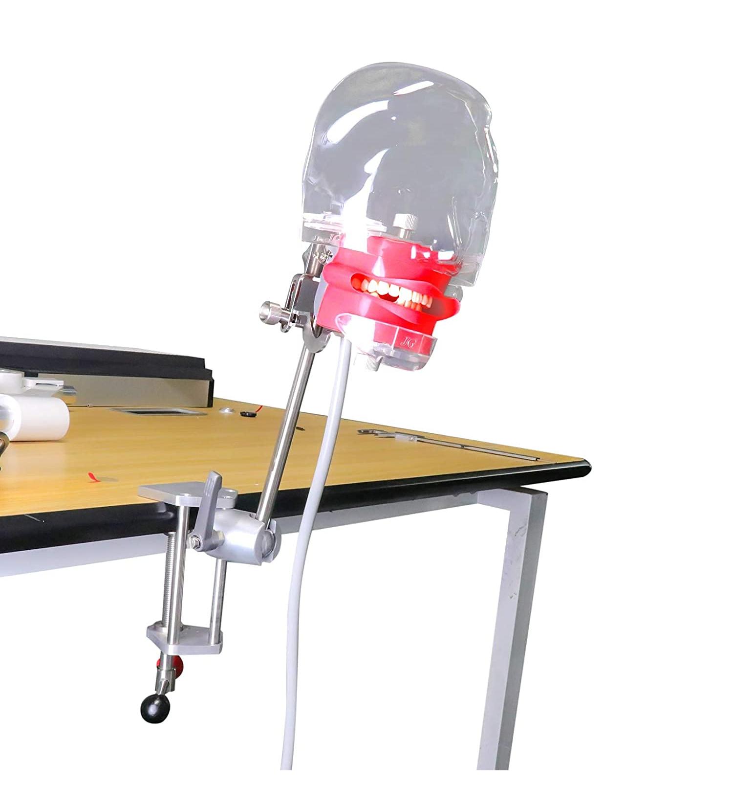 Dental Teaching Simulator Manikin Phantom Head Model Plastic Educational Teeth Model Fix on (Table Type) - Buy Online on GoSupps.com