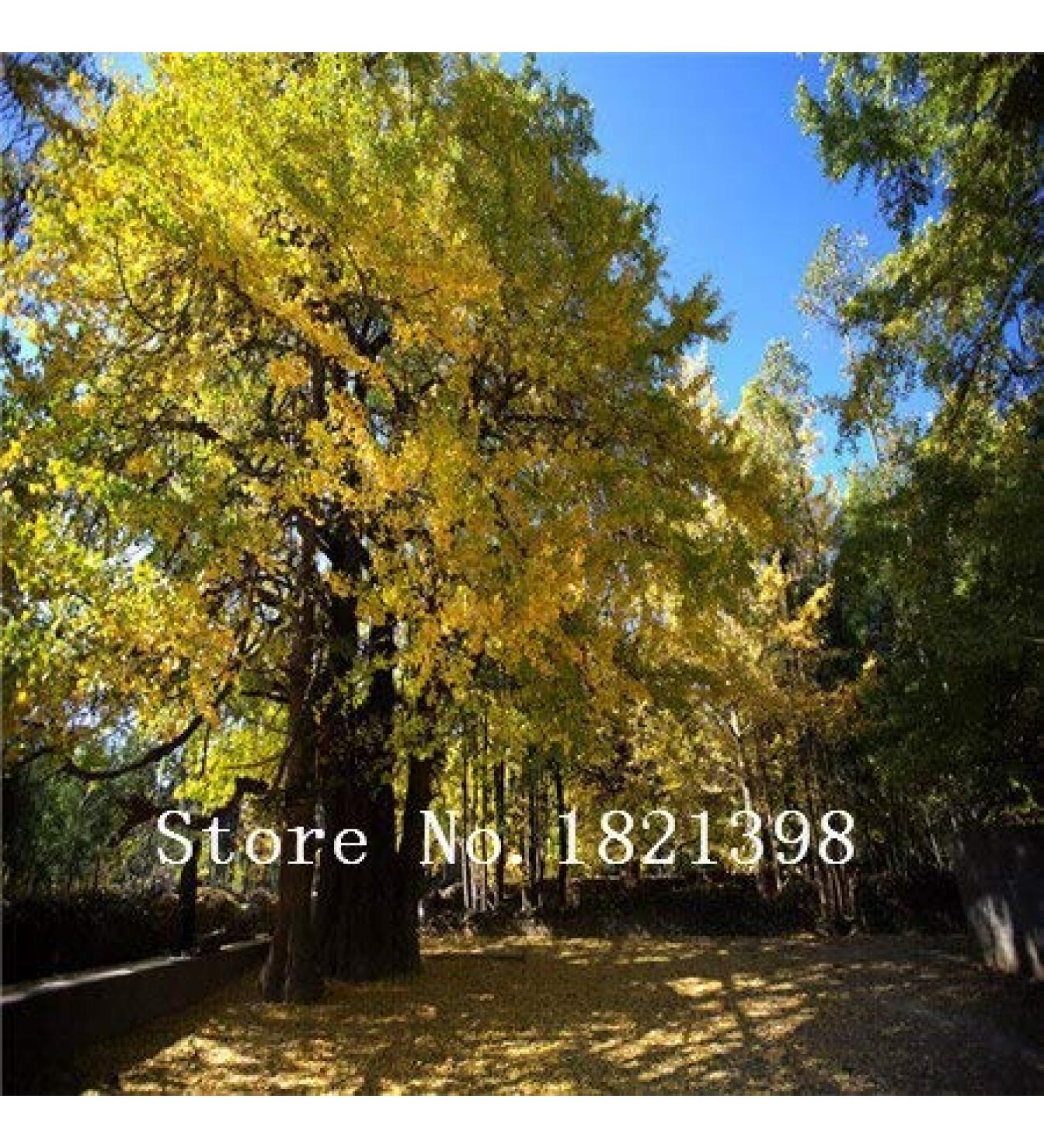 White 20pcsbag Ginkgo Bonsai Ginkgo Biloba bonsai seeds tree seeds