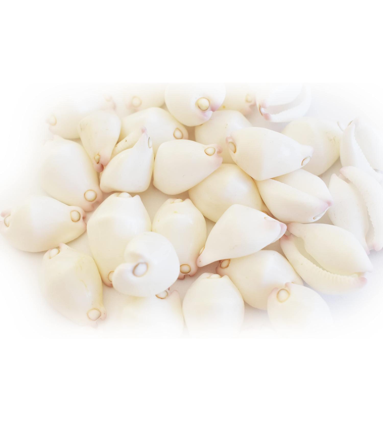 24 White & Purple Wart Cowrie Shells (Vericosus Calprunis) 3/4-1 Inches - Buy Online on GoSupps.com