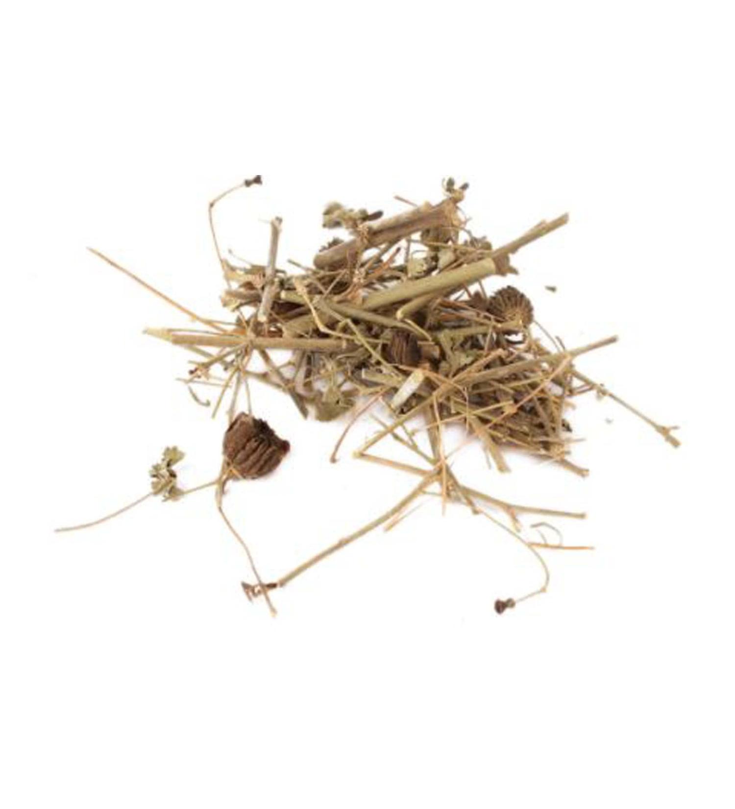 RAW HERBS/JADI BOOTI KANGHI ATIBALA PANCHANG BALBEEJ INDIAN MALLOW ABUTILON INDICUM (100GM) 100 g (Pack of 1) - Buy Online on GoSupps.com