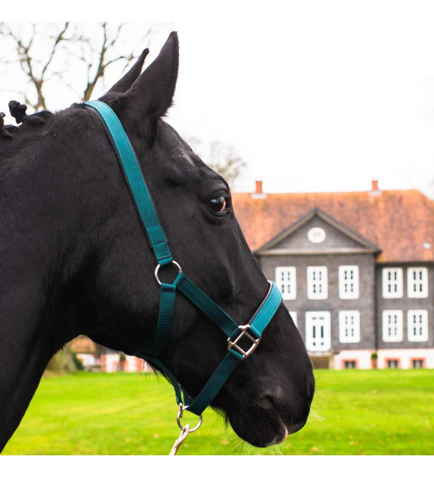 Shop Durable Green Horse Delinis Halter for Warmbloods Thoroughbreds & Ponies - Adjustable Tearproof & Safe - Ideal for Pasture & Stable Use - Buy Online on GoSupps.com