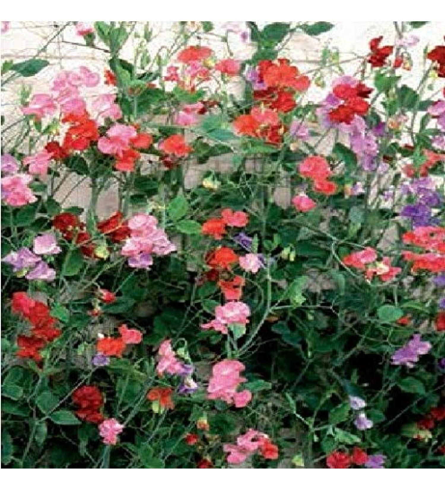 Scent of Peas - Spencer Giant Agita Misto - 500 semi Confezione Bulk