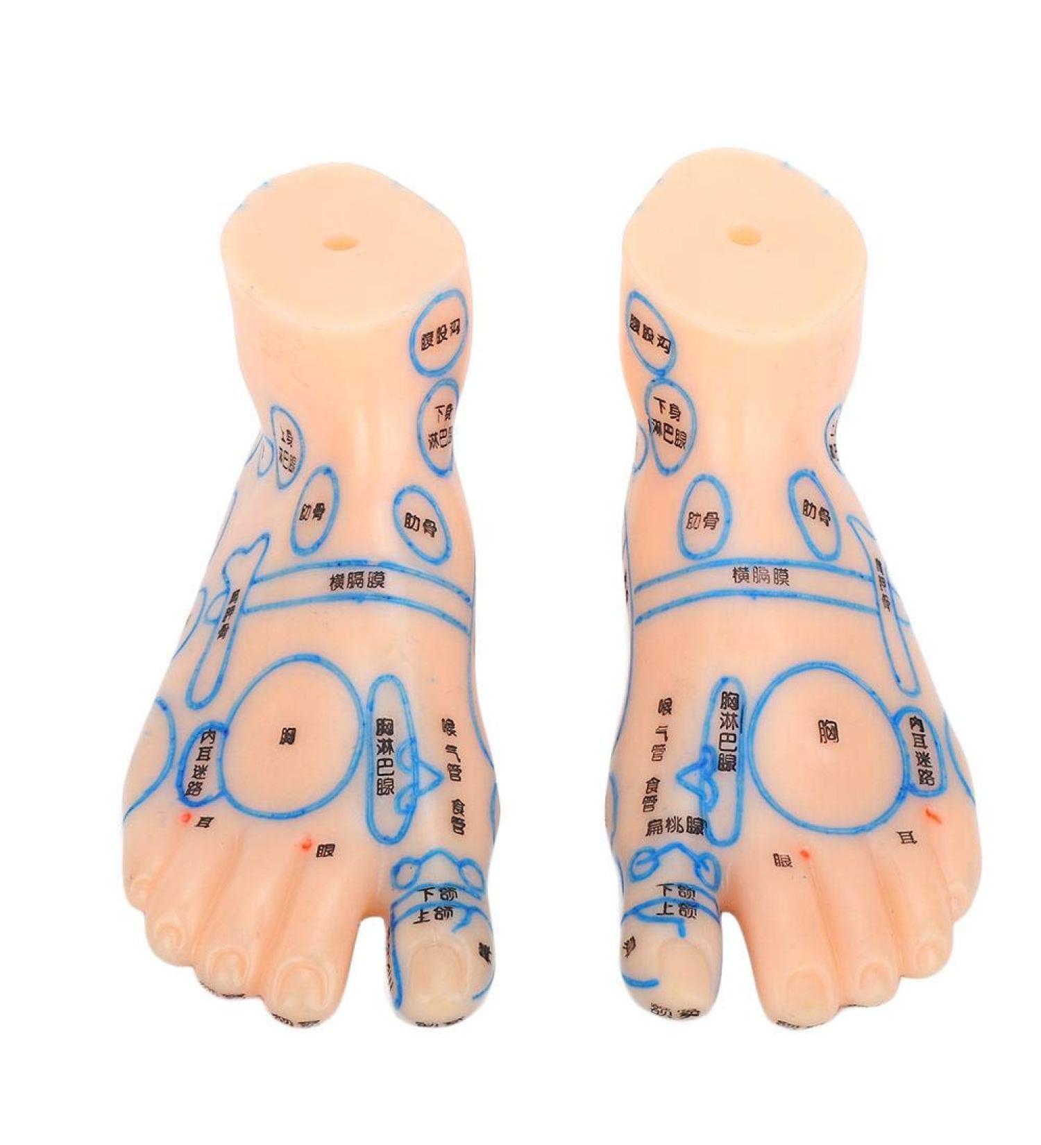Professional 13cm Foot Acupuncture Model - Acupressure Teaching Tool for Reflexology Practice - Buy Online on GoSupps.com