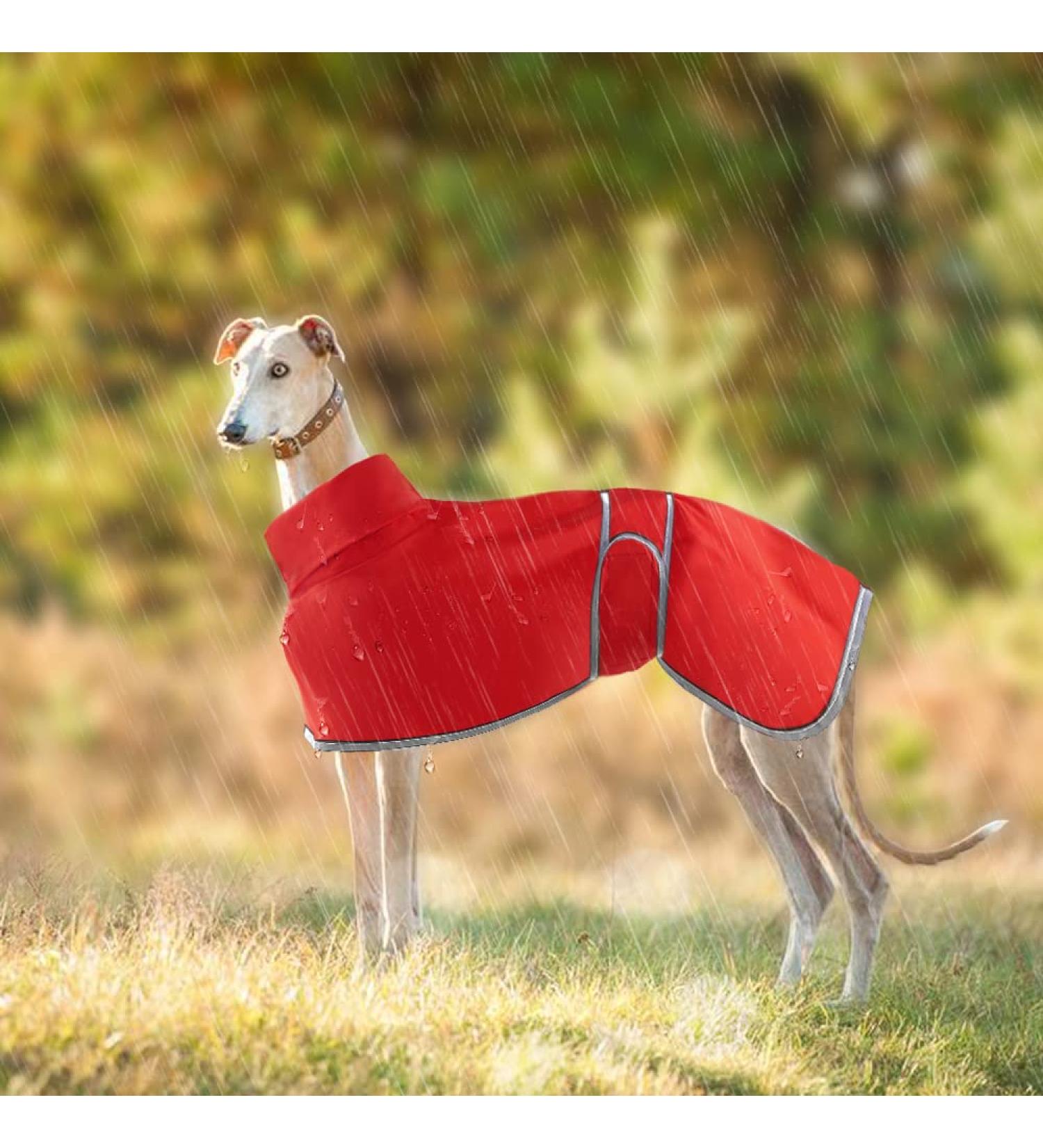 Premium Greyhound Waterproof Rain Coat - Lightweight Whippet Coat for All Seasons | Medium & Large Dog Sizes | Perfect for Ambushes - M Red - Buy Online on GoSupps.com