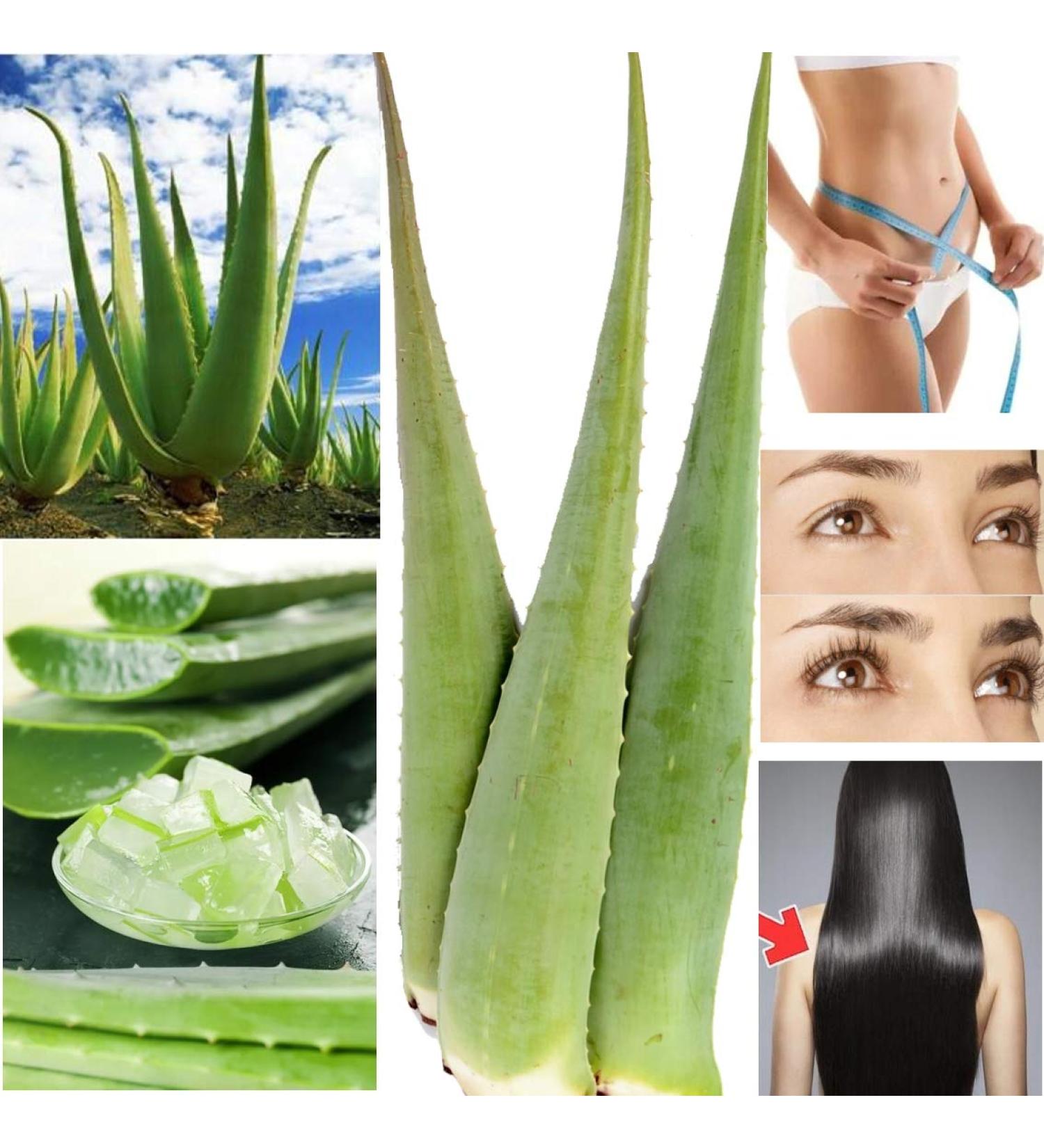 Buy Fresh Large Bio Aloe Vera Leaves 80 cm - EU Certified Barbadensis Miller for Skin Hair & Body | Anti-Aging 1 to 10 PCs Available - Buy Online on GoSupps.com