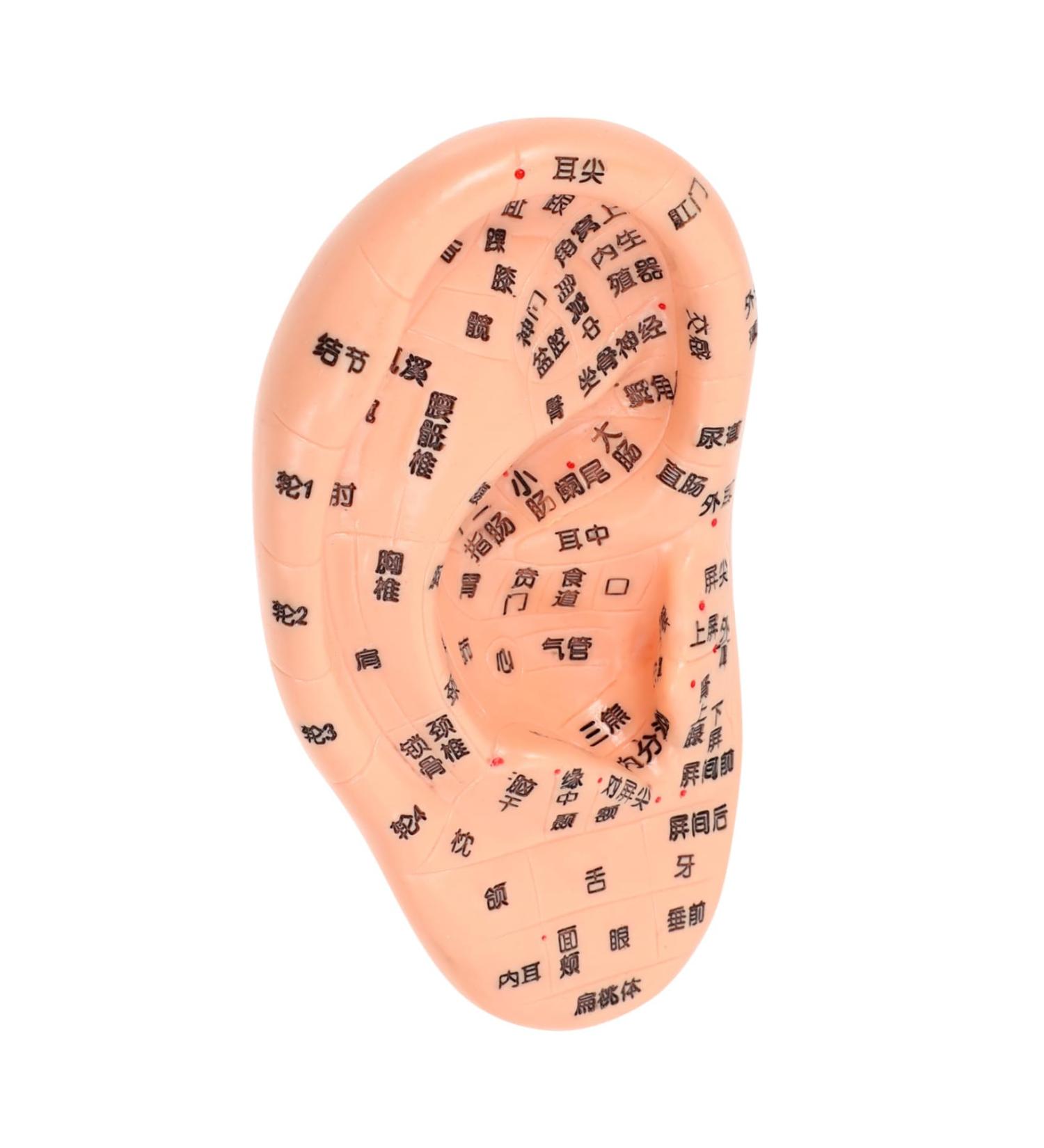 Lurrose 1stk Massage Ear Model - Realistic PVC Ear Acupuncture & Exercise Doll | 3D Human Ear Model for Earplugs & Massage - Buy Online on GoSupps.com