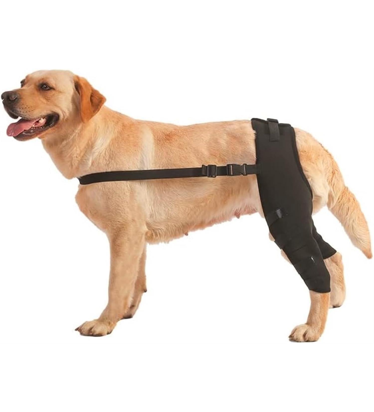 Dog Knee Brace Dog Rear Leg Hock Brace Canine Joint Support for Torn ACL Hind Leg Luxating Patella Dysplasia Arthritis Joint Pain with Metal Hinged Support Recovery Hock Brace - Buy Online on GoSupps.com