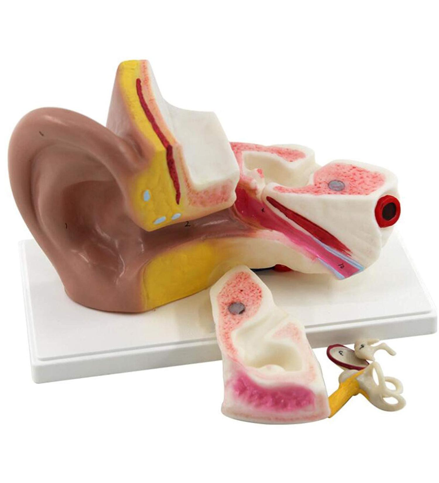 3 Times Enlargement Ear Anatomy Model - Human Ear Model - Showing Major Regions of The Ear 4 Part with Base for Biology Medical Teaching Tool - Buy Online on GoSupps.com