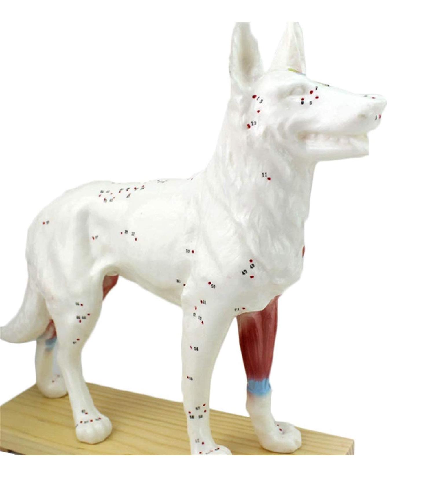 Scientific Animal Anatomical Research Model Biological Acupuncture and Moxibustion Model Anatomical Model with Acupuncture and Moxibustion Points Dog - Buy Online on GoSupps.com