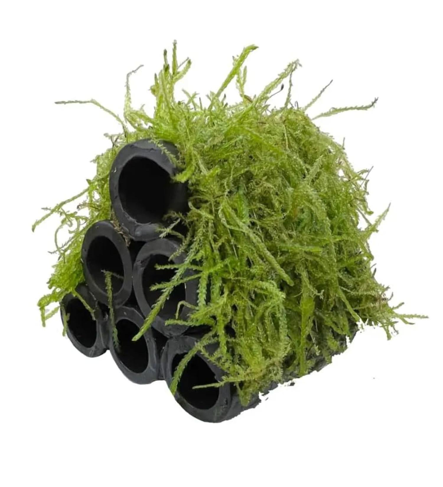 Aqua Essentials Java Moss Shrimp Shelter - Buy Online on GoSupps.com
