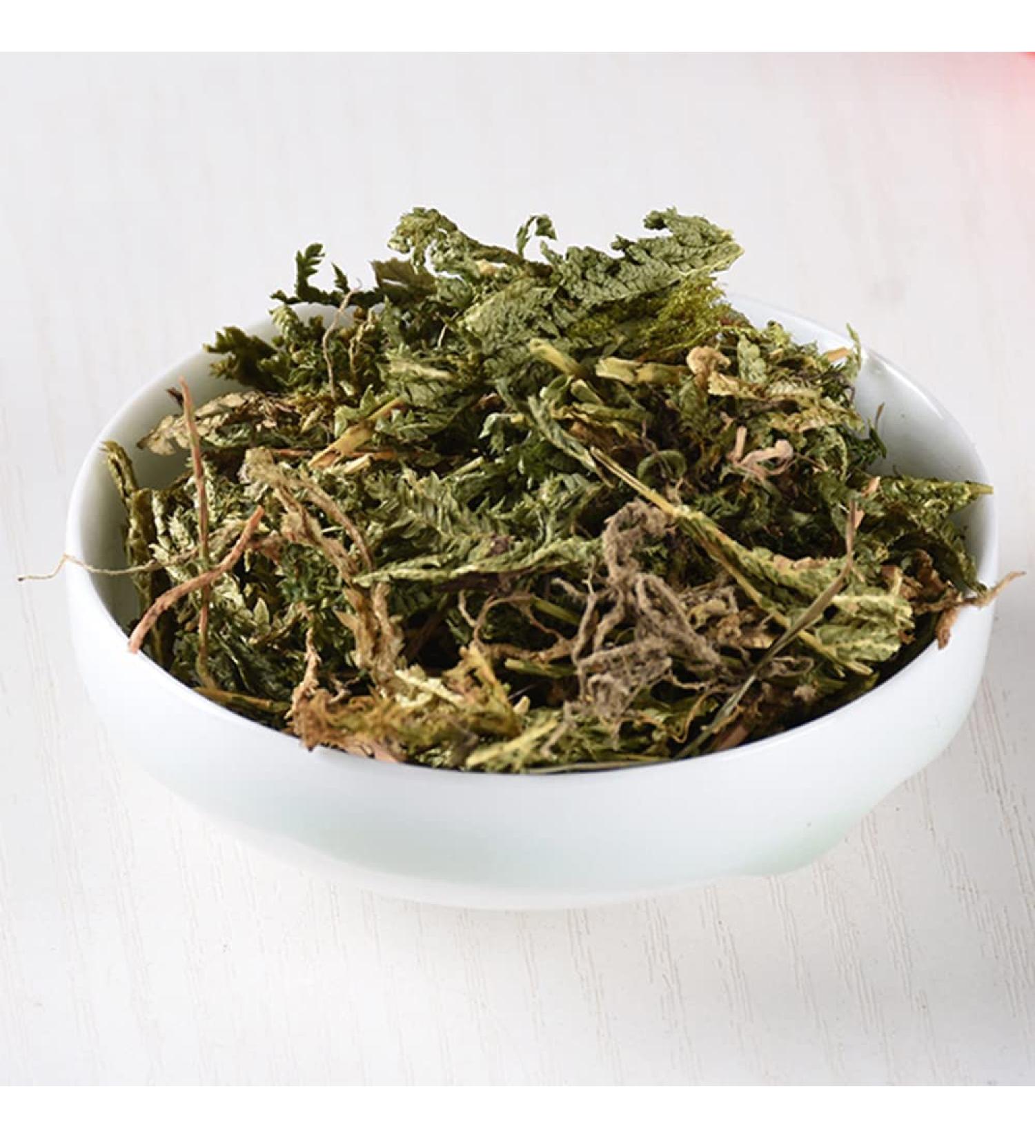 Herba Selaginellae Doederleinii Selaginella Doederleinii Hieron Greater Selaginella Selaginella Doederlein's Spikemoss Herb The Doederlein's Spikemoss Herb shishangbai (8 oz) - Buy Online on GoSupps.com