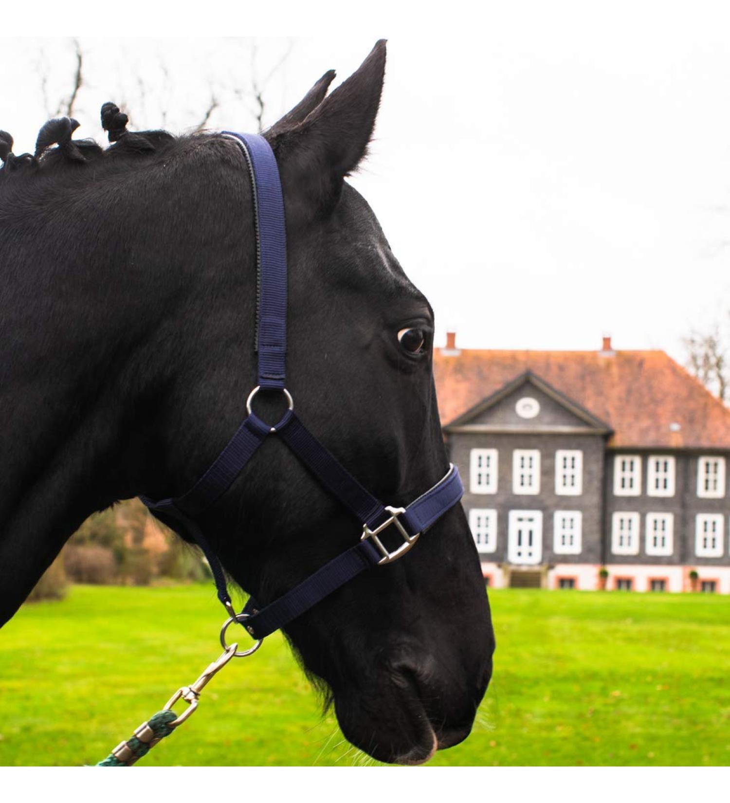 Durable Horse Delinis Halter for Warmbloods Thoroughbreds & Ponies - Adjustable Safe & Tear-Resistant - Perfect for Stables & Pastures - Blue (COB) - Buy Online on GoSupps.com