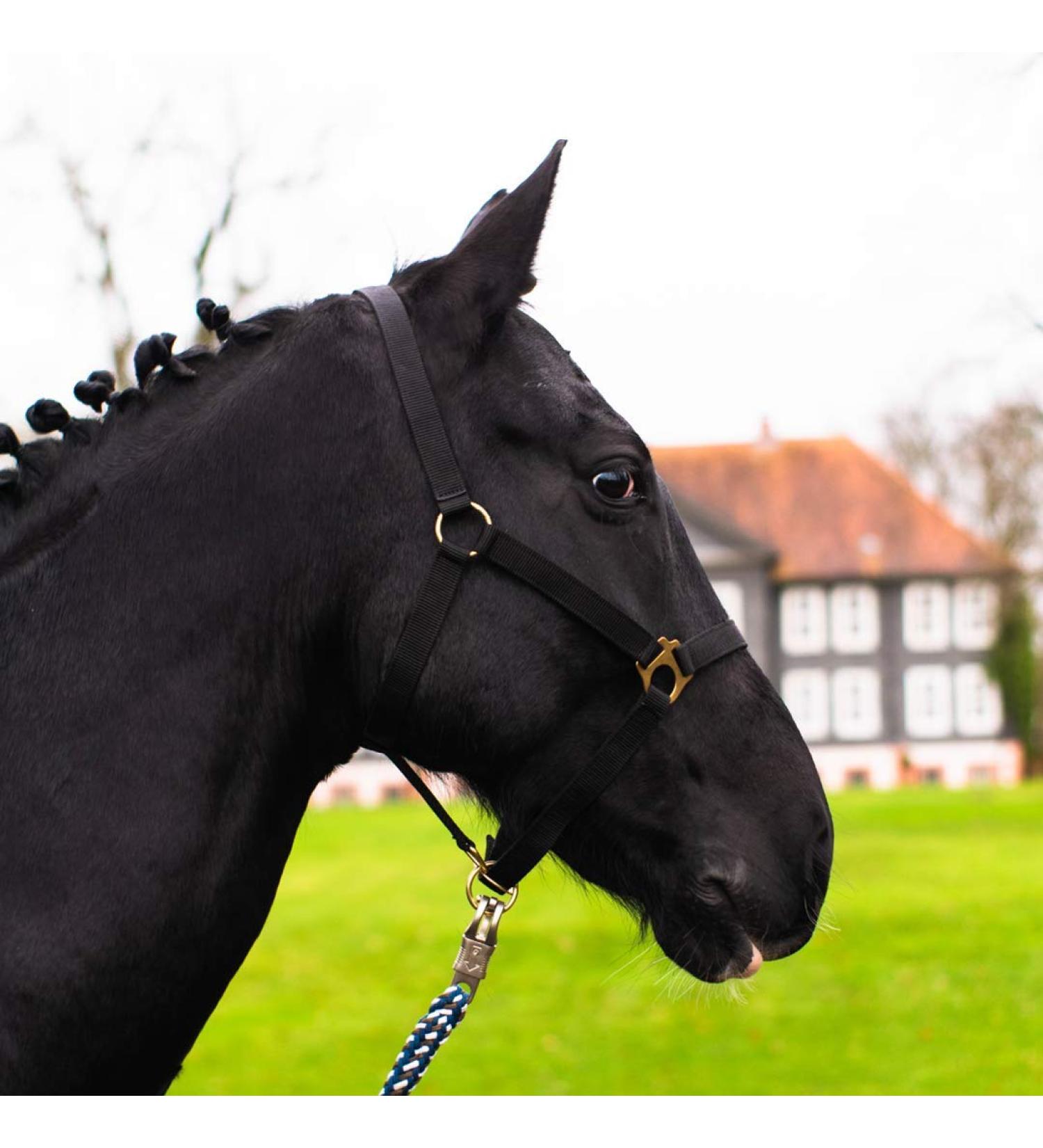 Horse Halter for Warmblood Thoroughbred & Cold Blood Adjustable & Tear-Resistant Black Pony Halter with Pasture Handle - Buy Online on GoSupps.com