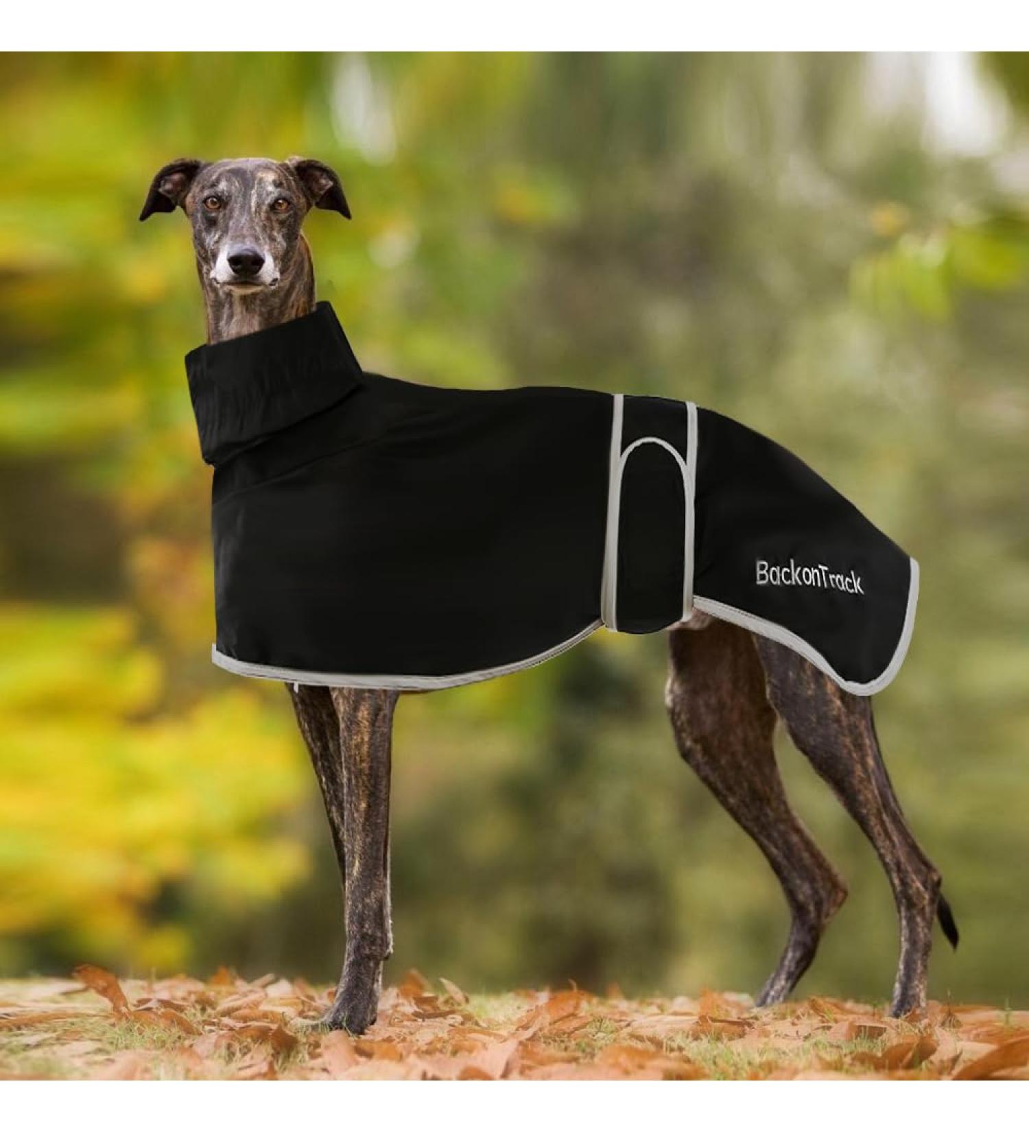 Buy Greyhound Rain Coat - Waterproof & Lightweight Whippet Coat for Medium to Large Dogs | Summer & Winter Dog Coats in XS Black - Buy Online on GoSupps.com