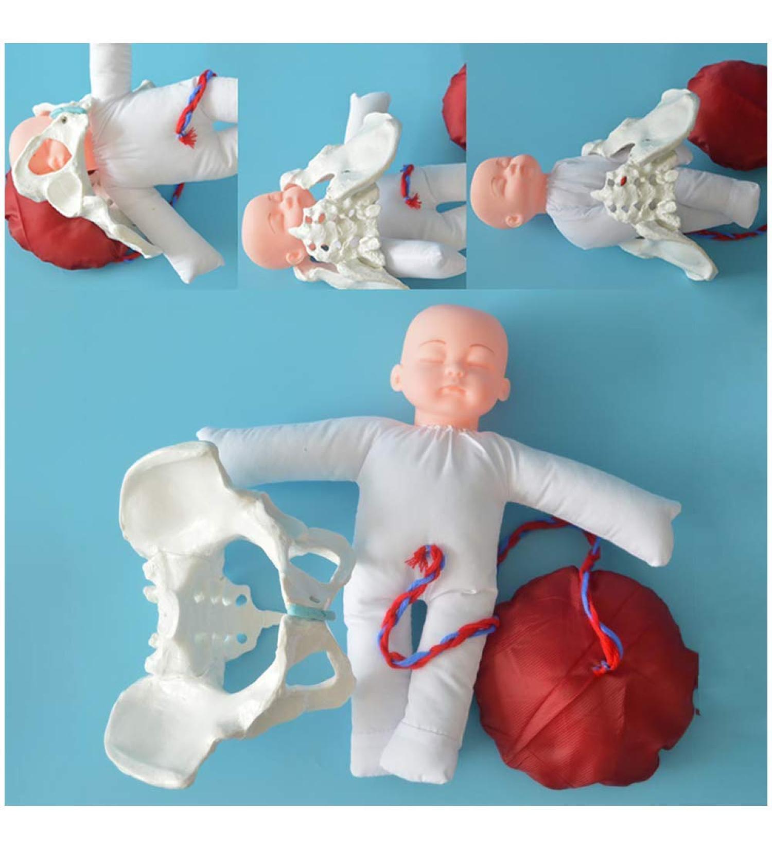 Slrmkk Female Pelvic Model for Birth Screening - Realistic Baby Pool & Removable Placenta Cord - Ideal Educational Tool for Anatomical Studies - Buy Online on GoSupps.com