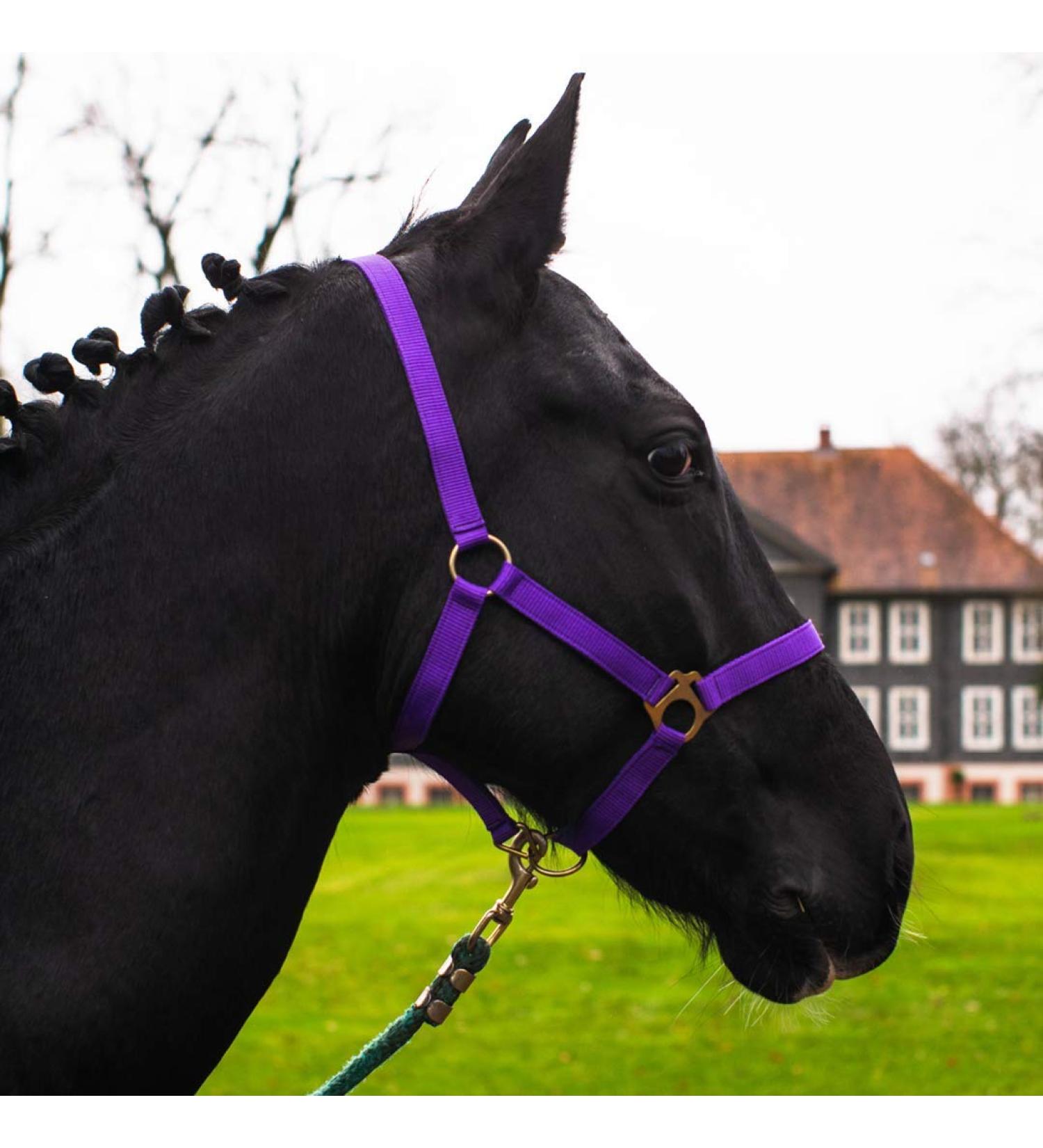 Horse Halter for Warmbloods & Thoroughbreds - Adjustable Stable & Pasture Halter Safe & Tearproof (Purple Whole Blood COB) - Buy Online on GoSupps.com