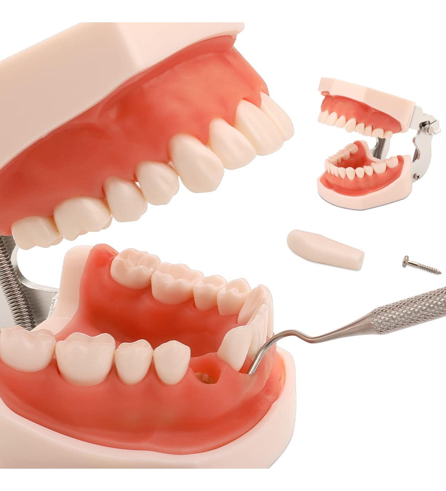Lessons model dental model removable zw HNE model and soft gums tools for the factory model for students children adults 28 Z HNE/32 Z HNE 28 Denti