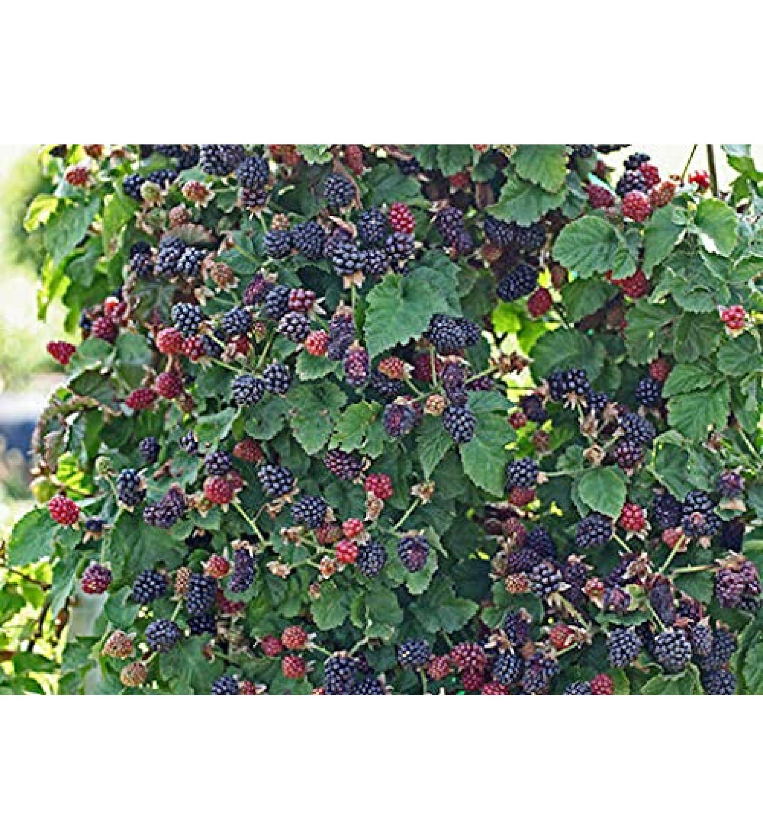 20 pezzi di semi di frutta BlackBerry Senza Spine