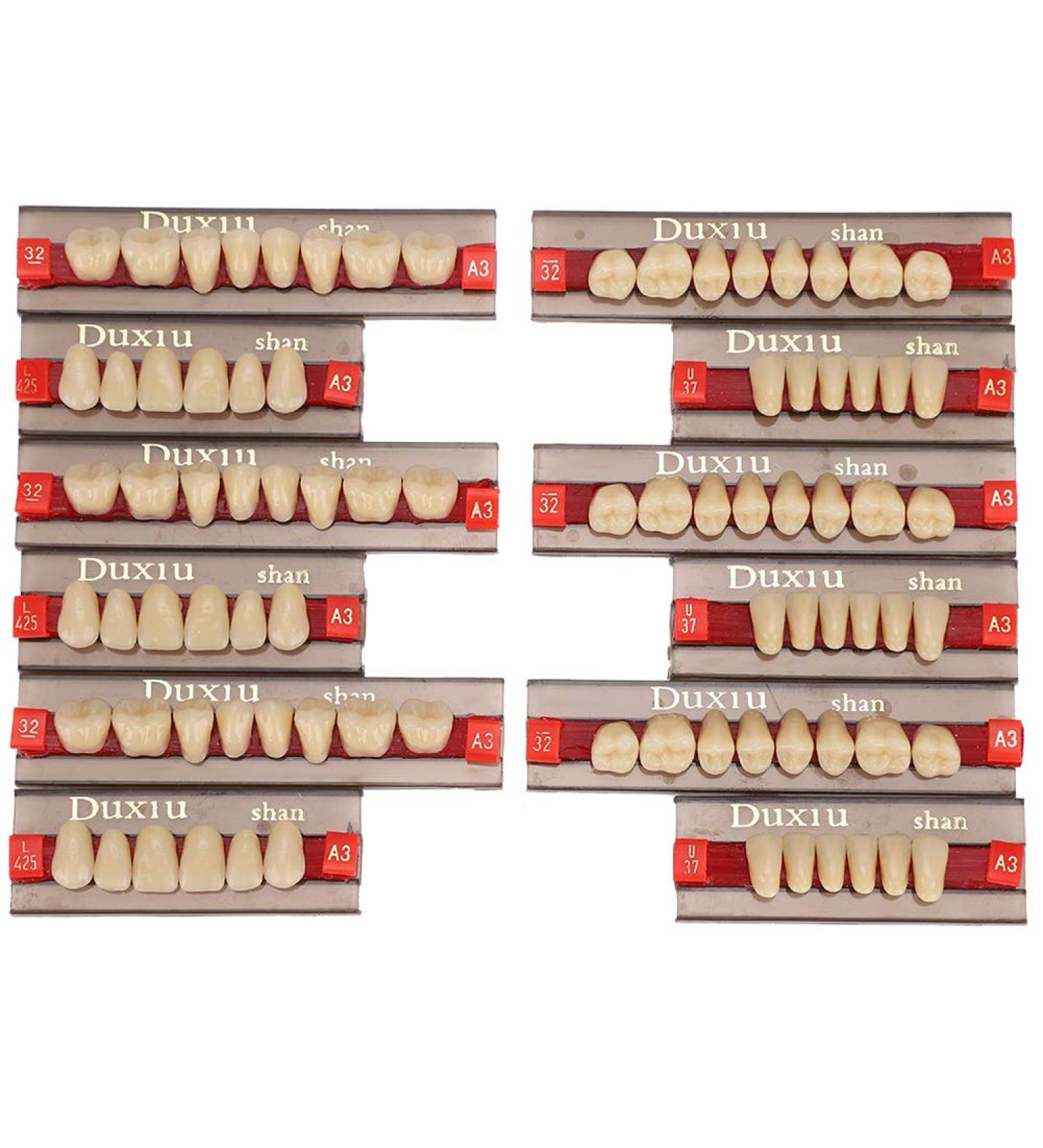 Professional Polished Synthetic Resin Tooth Model for Flawless Cleaning - Ideal for Learning and Study - Buy Online on GoSupps.com
