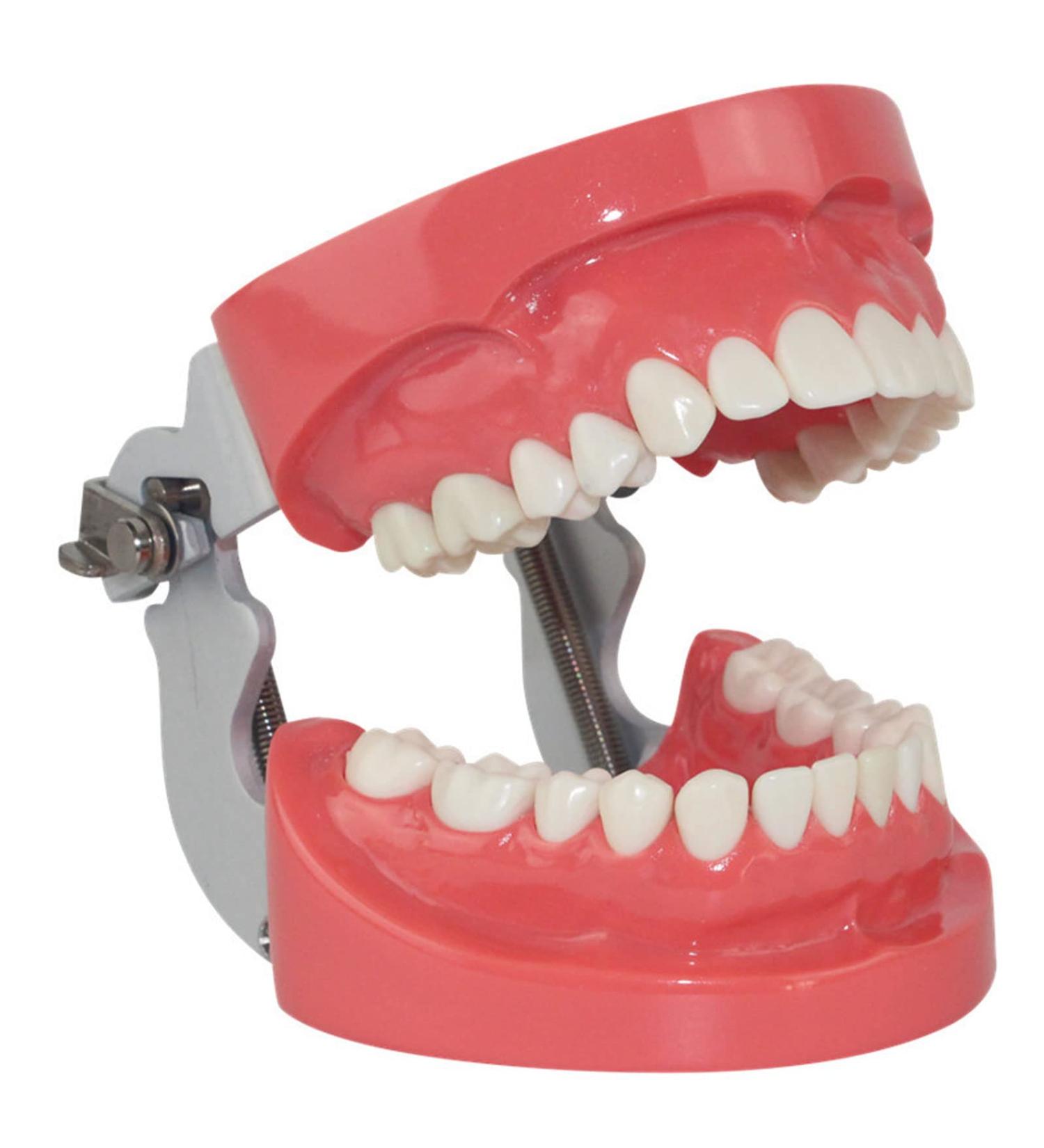 Adult Dental Standard Teeth Model - 28 Pieces for Teaching Studying & Patient Communication - International Shipping Available - Buy Online on GoSupps.com