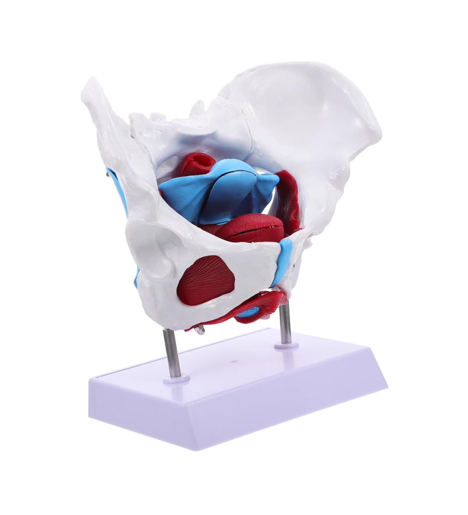 Buy GLEAVI Hip Bone Model - 1pc Pelvic Uterus Model | Animal PVC Lip Gloss Medical Pelvic Model for International Shipping - Buy Online on GoSupps.com