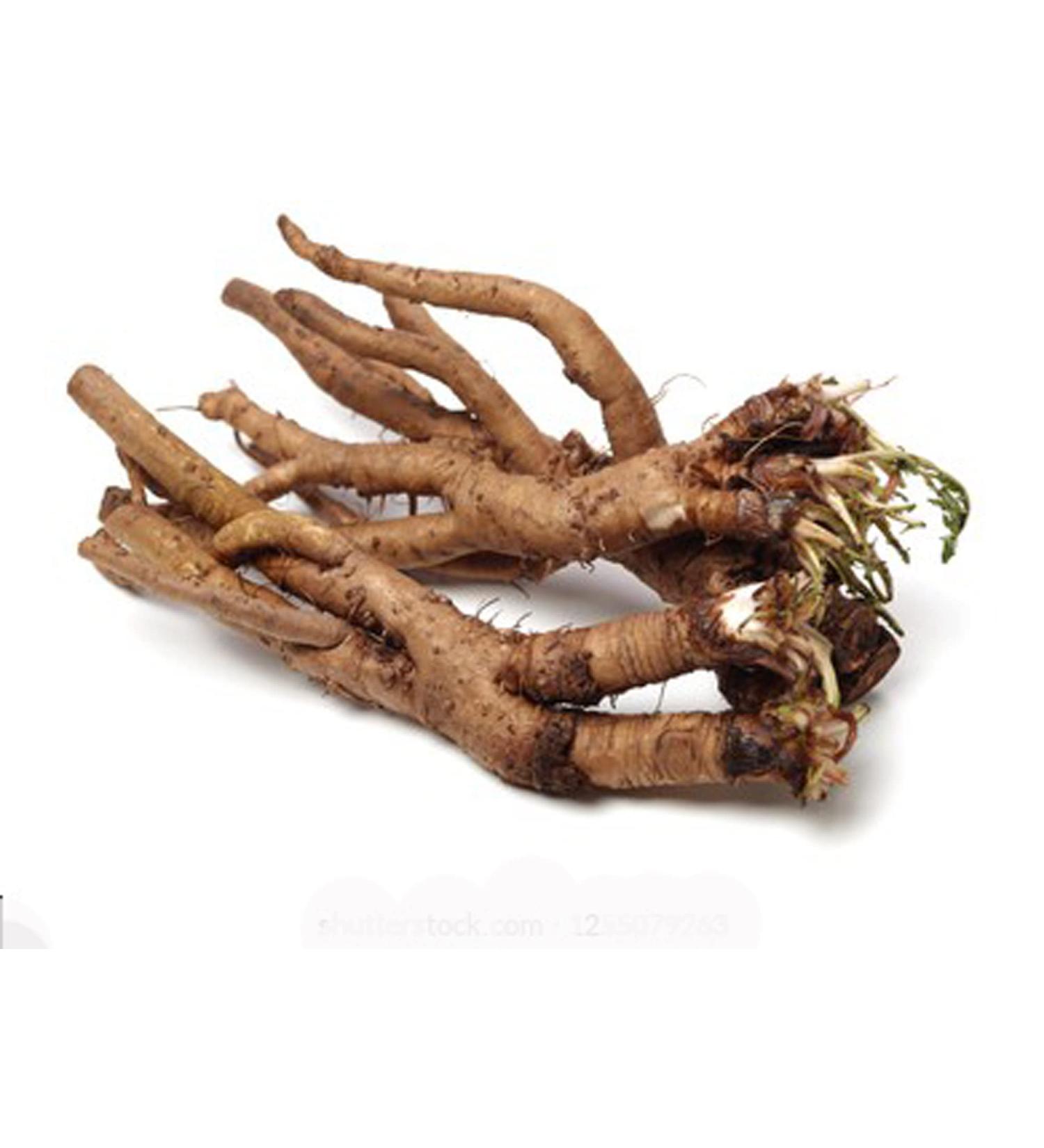 RAW HERBS/JADI BOOTI DRIED DANDELION ROOTS SINGHPARNI JADD TARAXACUM OFFICINALE (100GM) - Buy Online on GoSupps.com