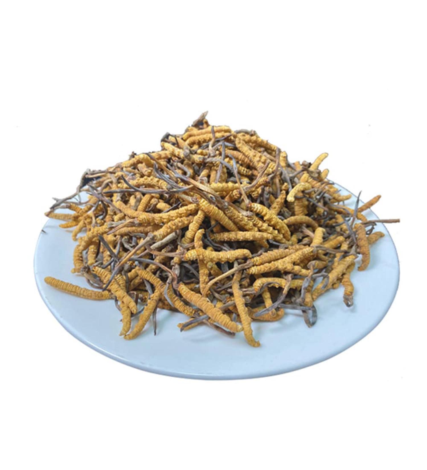 Cordyceps Sinensis 100% Wild Cordyceps Whole Himalyan Cordyceps Sinensis Mushroom 100% Dong Chong Xia Cao Chinese Caterpillar Fungus winterworm Summerherb (5g) 1 count (Pack of 1) - Buy Online on GoSupps.com