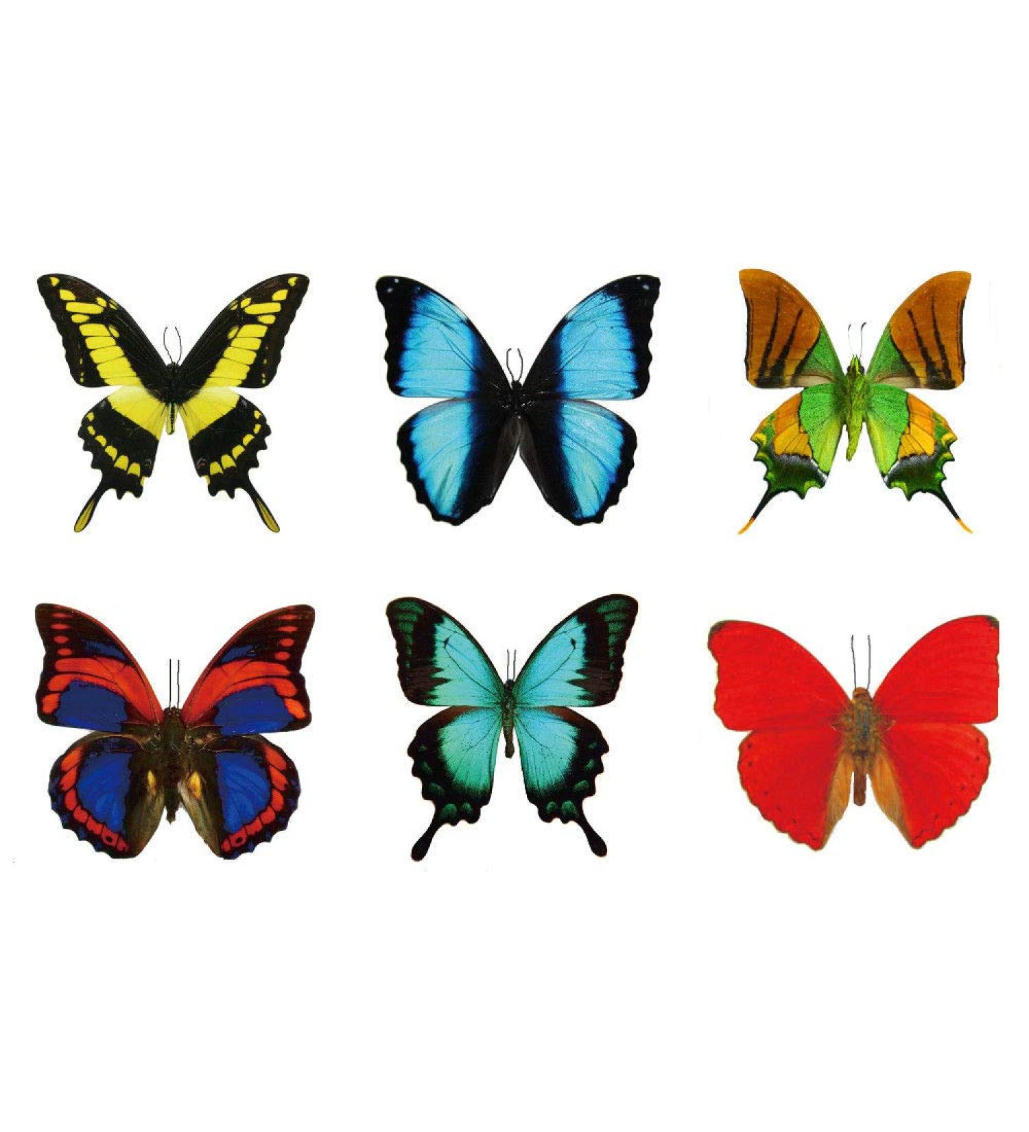 12 Sheets Large Butterfly Temporary Tattoos by Butterfly Utopia - 12 Count Pack - Buy Online on GoSupps.com