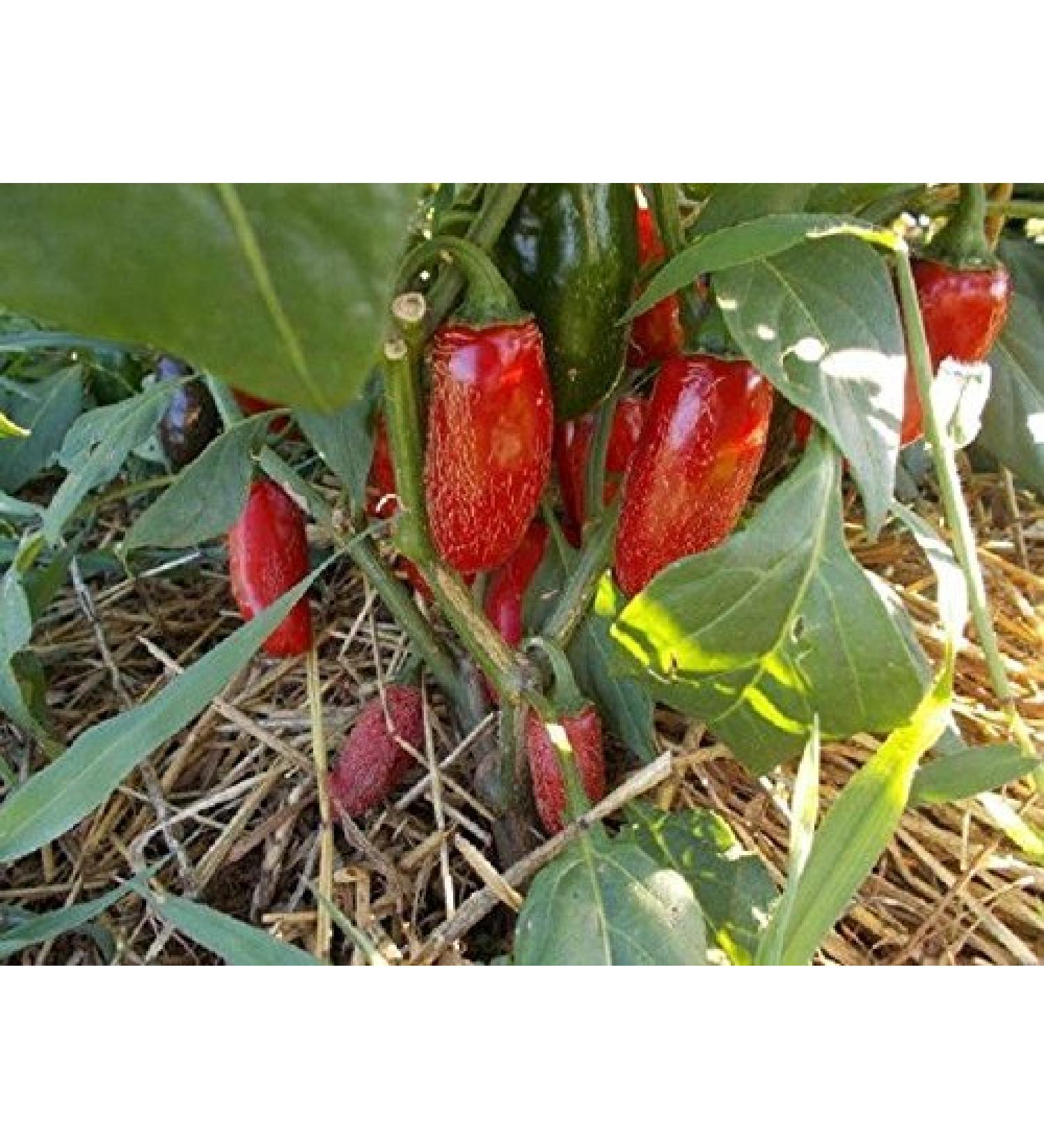 25+ Premium Jalapeno Mucho Nacho organico Pepe Semi-D 96