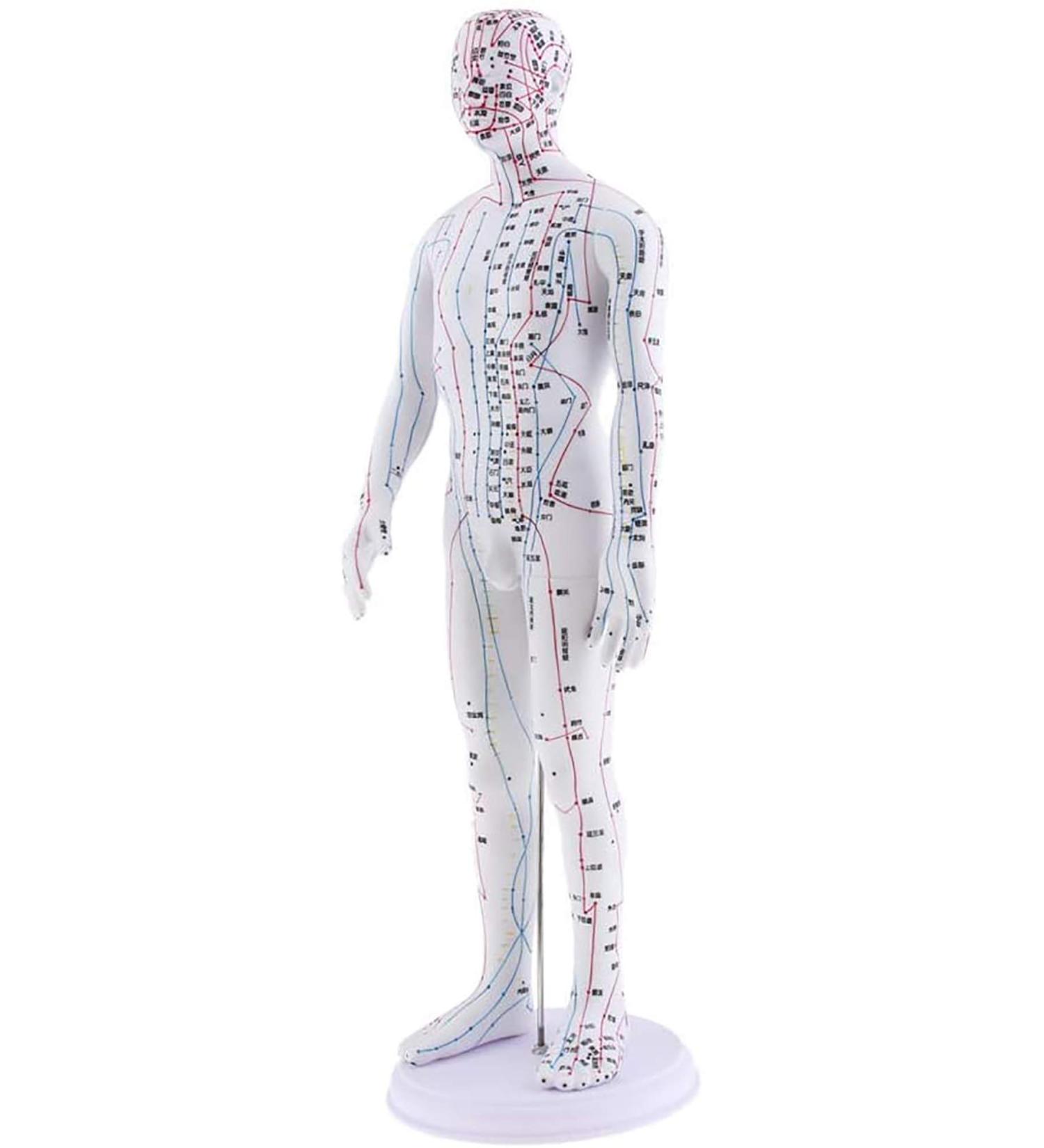 360 Rotatable Male Acupuncture Model 50cm - PVC Human Meridian & Acupuncture Point Training Aid - Buy Online on GoSupps.com