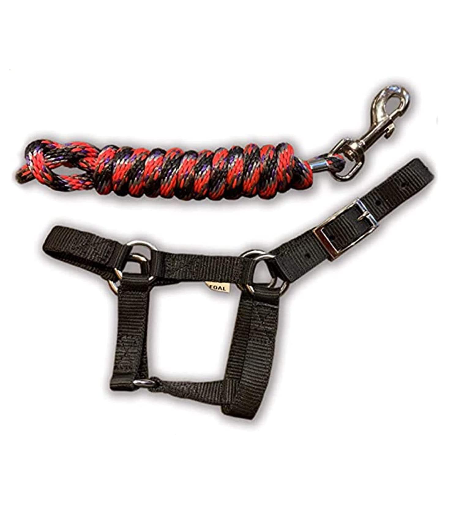 HalterUp Miniature Horse Foal Halter and Lead Rope - Stylish Black Halter for Mini Horses up to 6 Months - Buy Online on GoSupps.com