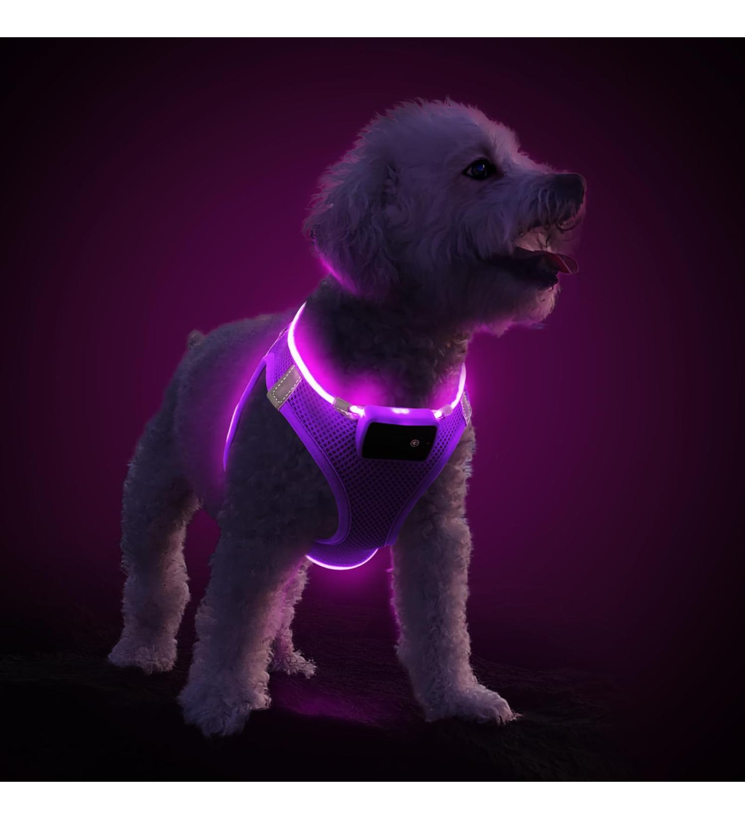 Buy PCEOTLLAR LED Dog Harness - Reflective & Breathable Light Dish for Small & Medium Dogs - Purple - International Shipping Available - Buy Online on GoSupps.com