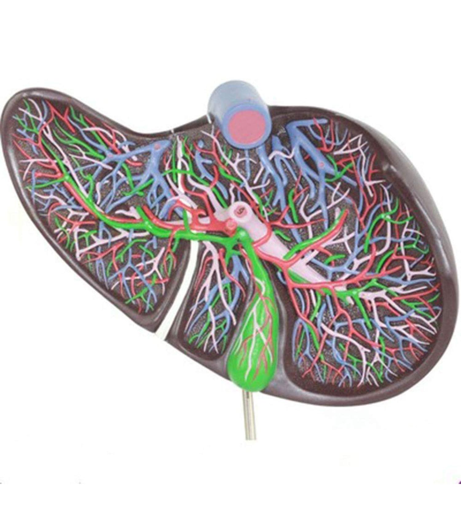 Gallbladder Anatomical Enlargement Model Human Digestive Organs Liver Visceral Anatomical Model Human Liver Gallbladder Liver - Buy Online on GoSupps.com