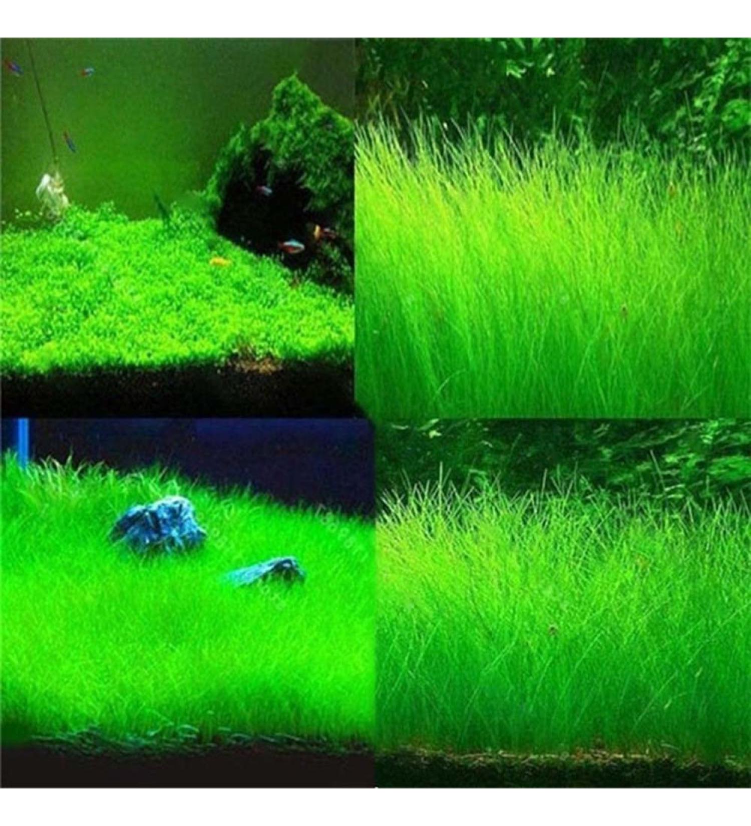 Haloppe 600 Pcs Water Grass Flowers Plant Seeds | Aquatic Plants for Home Garden & Aquarium Decoration - Buy Online on GoSupps.com