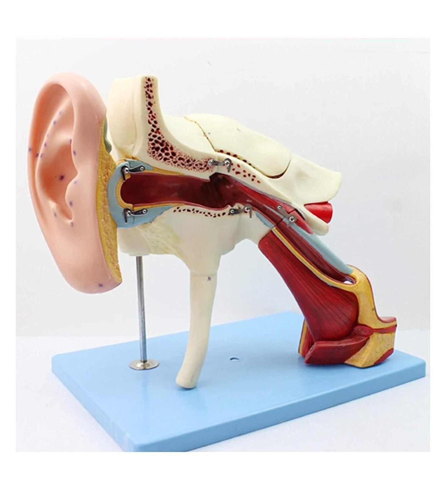 Human Ear Human Ear Body Model Medium Ear Ear External Ear Membrane Temporal Ear Ear Model Educational Model (Size: 16.1x17.3in) - Buy Online on GoSupps.com