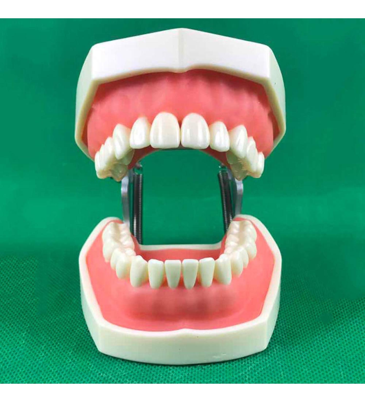 DYTAH Dental Teeth Model - Standard 28 Tooth Study Demo | Removable Adult Teeth Model for Dental Education - Buy Online on GoSupps.com