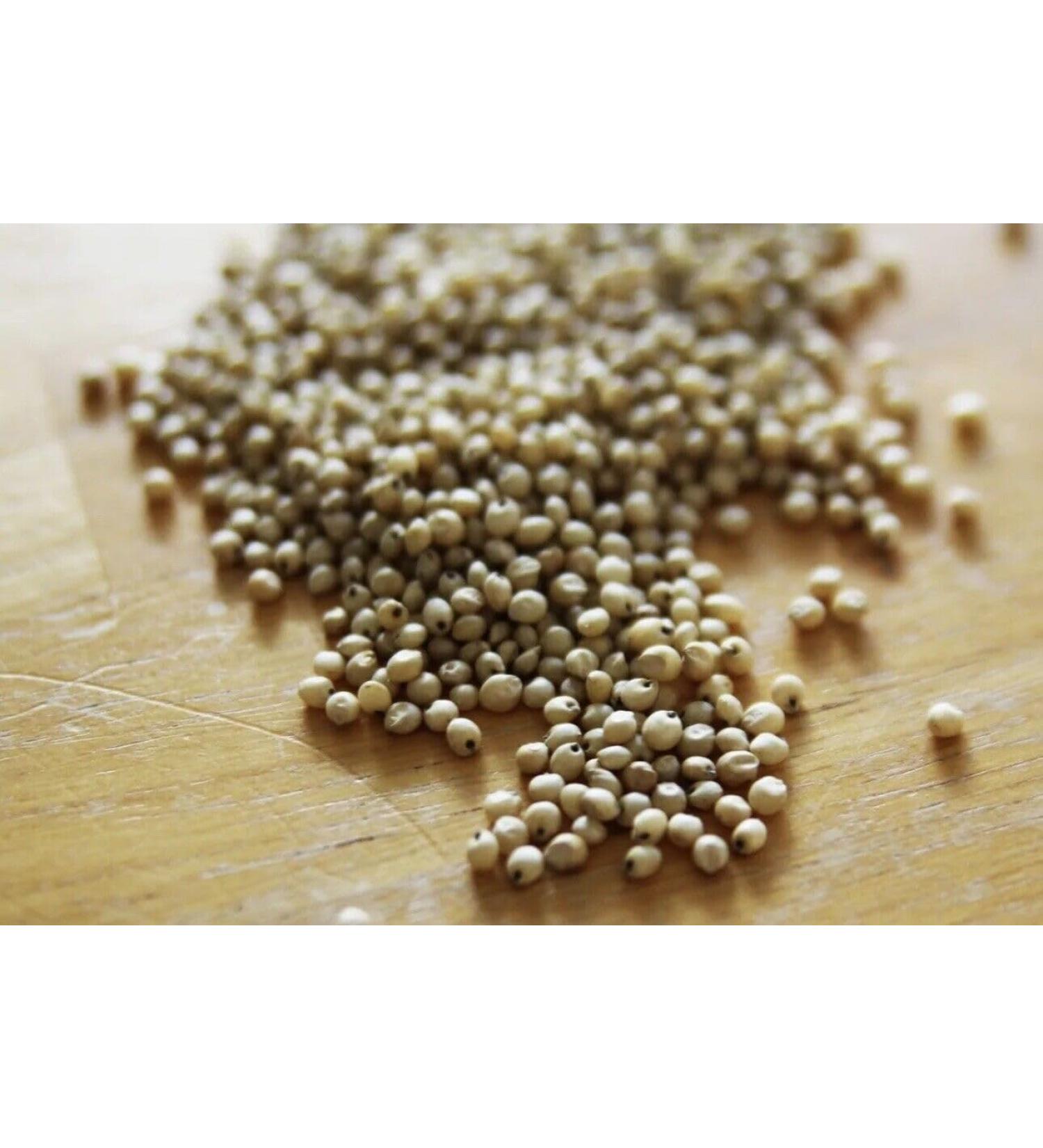 Whole Sorghum Seeds (Juwar Whole) by Masala Cottage 50g-1.9kg (90g)