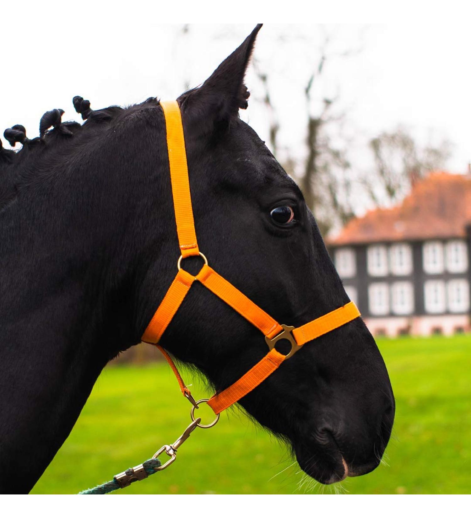Premium Adjustable Horse Halter for Warmbloods & Thoroughbreds | Tearproof Safe & Comfortable - Ideal for Stables & Pastures (Orange Cold Blood) - Buy Online on GoSupps.com