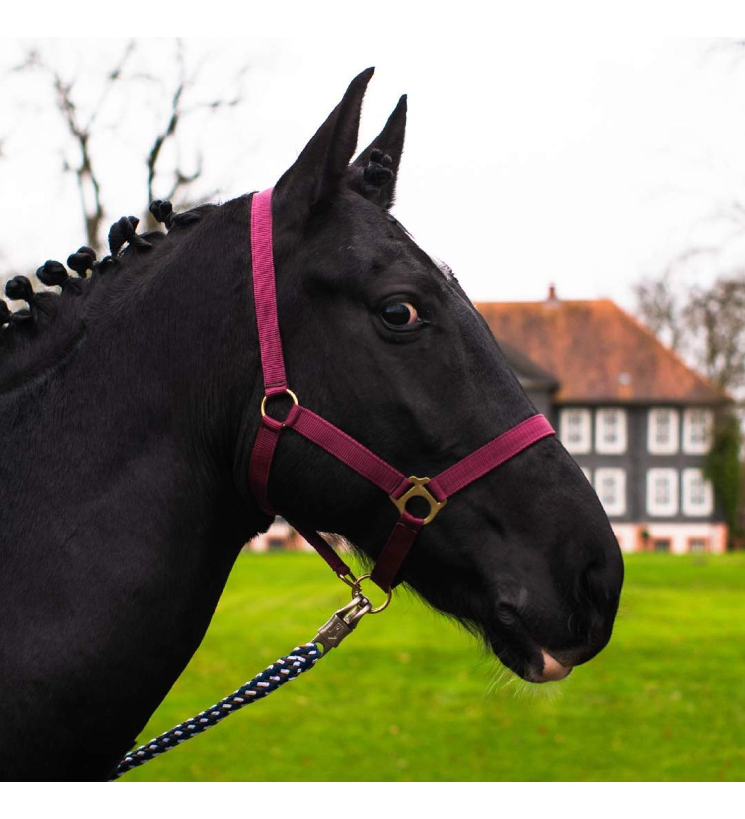 Horse Halter for Warmbloods Thoroughbreds & Cold Bloods | Adjustable Tearproof Stable & Pasture Halter - Bordeaux Shetland Pony (Shetty) - Buy Online on GoSupps.com