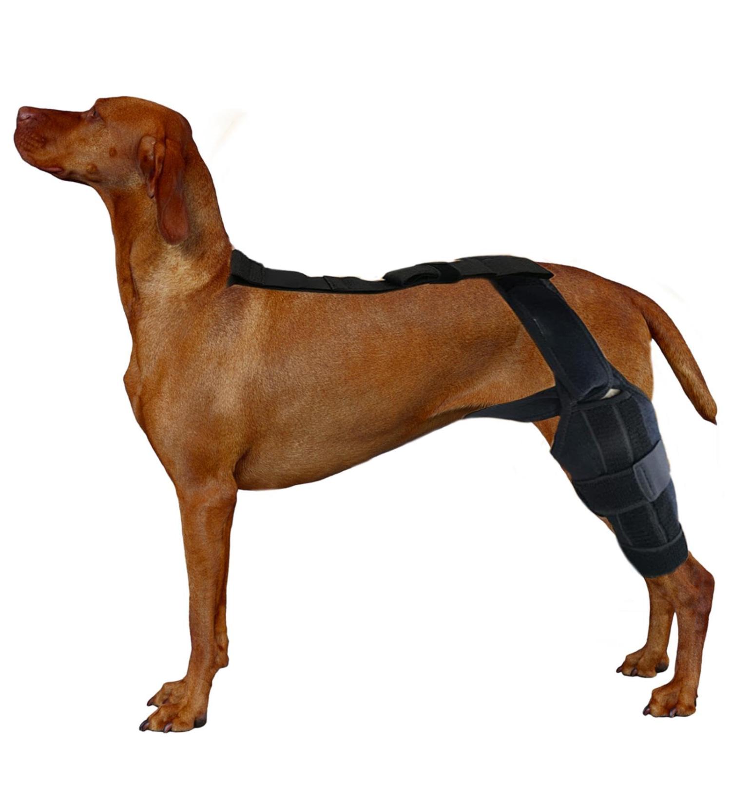 Shakven Rear Leg Braces for Small Dogs | Dog ACL Knee Support Brace | Brace Behind Leg Neoprene Hip Brace Adjustable Traction Belt Stabilizer for Torn ACL Leg L left - Buy Online on GoSupps.com