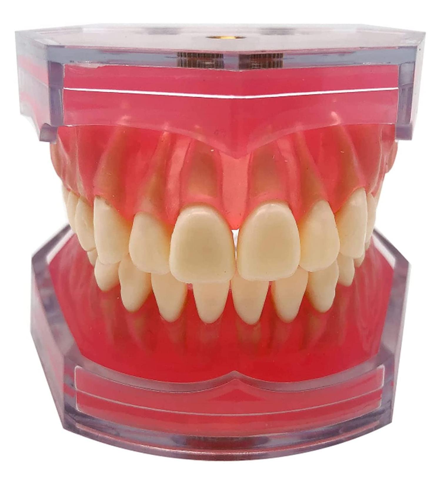 PURFWOG Dental Teeth Model - Disassembled Full Mouth Teeth Crown Model with Soft Gums for Dental School Study & Teaching - Buy Online on GoSupps.com