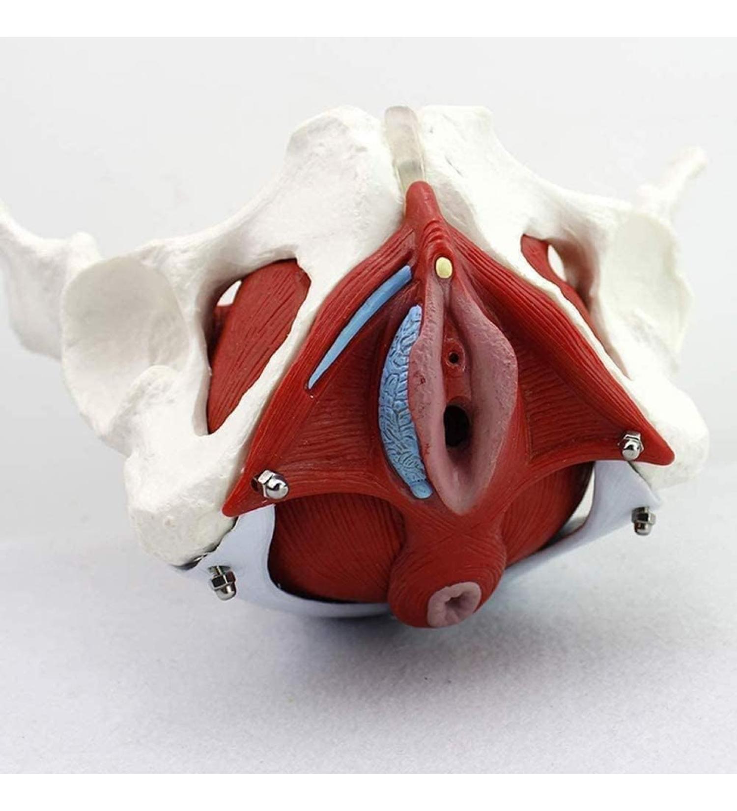 Life Size Female Pelvis Skeleton Model | Colored Pelvic Floor with Muscles | 4 Removable Parts for Nursing & Health Education - Buy Online on GoSupps.com