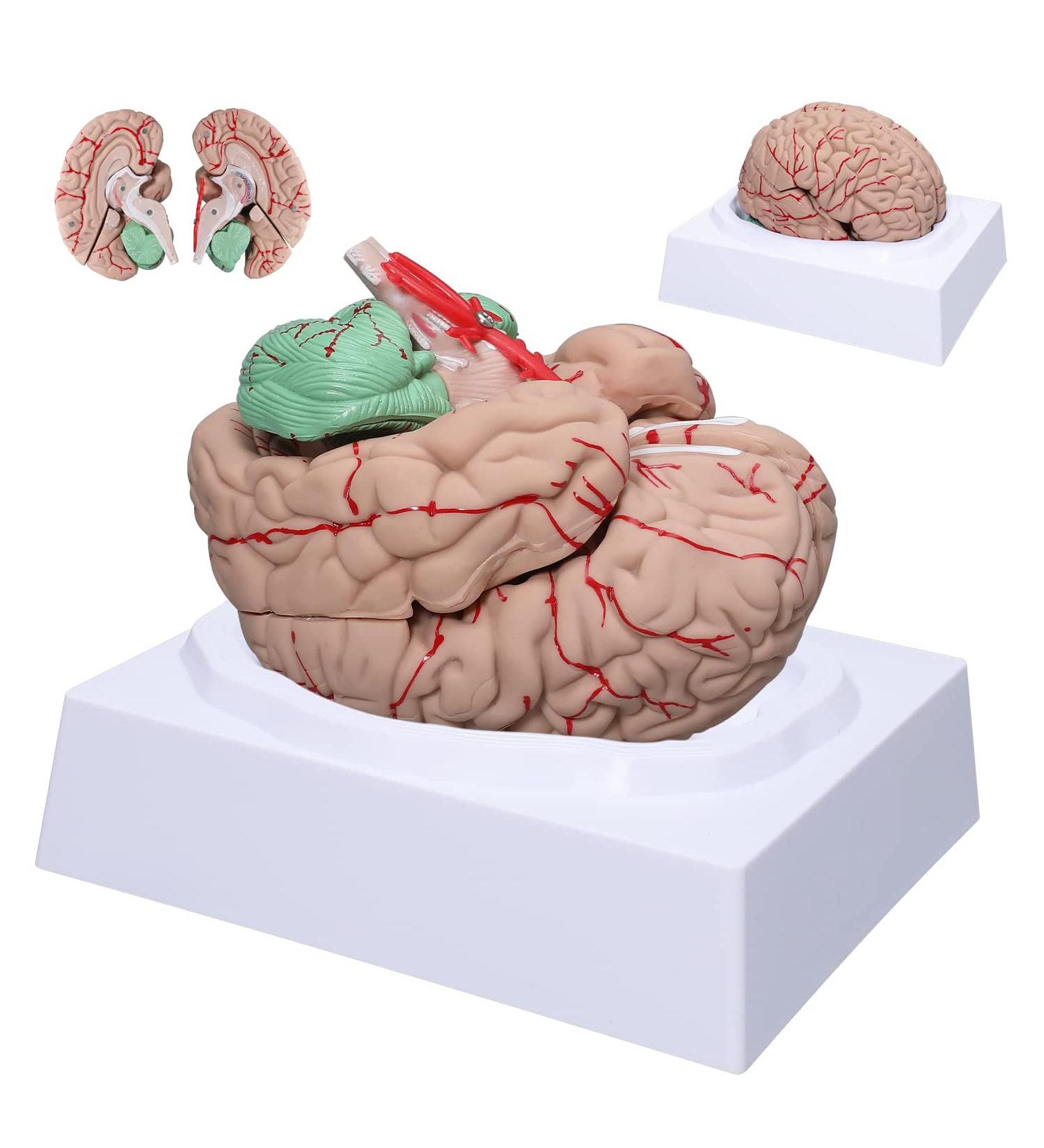 Dog Hip Joint Skeleton Medical Model Veterinarian Lessons Dog Skeleton Veterinary Veterinary Medicine Animal Model - Buy Online on GoSupps.com