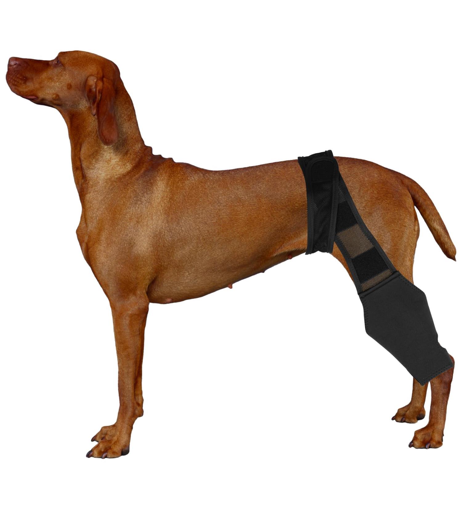 HSHGZSR Dog Knee Brace for Hind Leg Breathable Dog Leg Braces Comfortable Soft Dog ACL Brace Adjustable Pet Back Leg Support Brace for Supporting Dogs with Torn ACL Muscle Hind Leg Joint Discomfort Black S - Buy Online on GoSupps.com