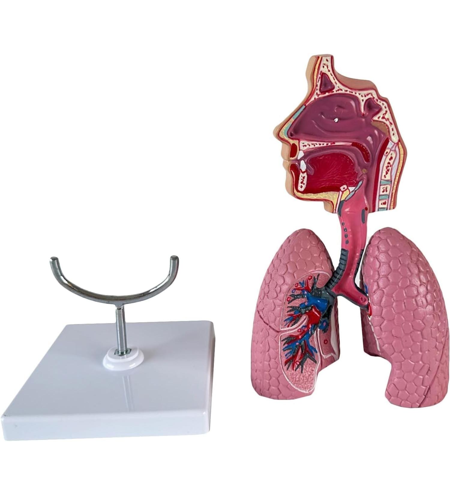 Human Lung Model Human Nasal Cavity Throat Anatomy Model Lung Model Teaching Tool Study Tools for Anatomy and Physiology Students Display Teaching Tool - Buy Online on GoSupps.com